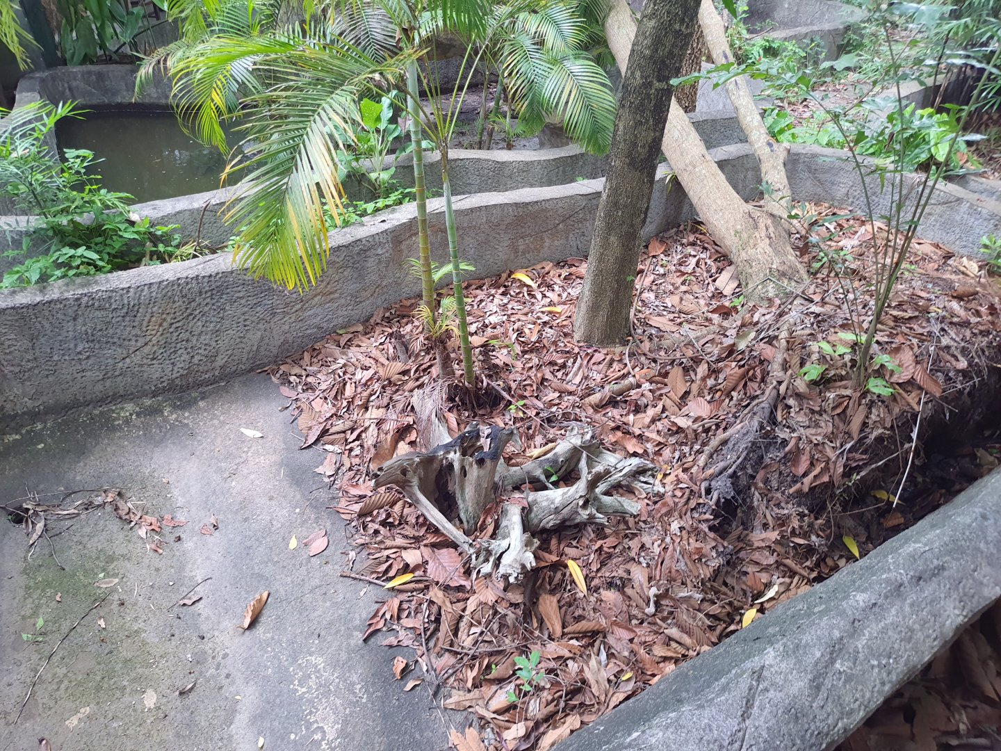 Enclosure for Black Marsh Turtles