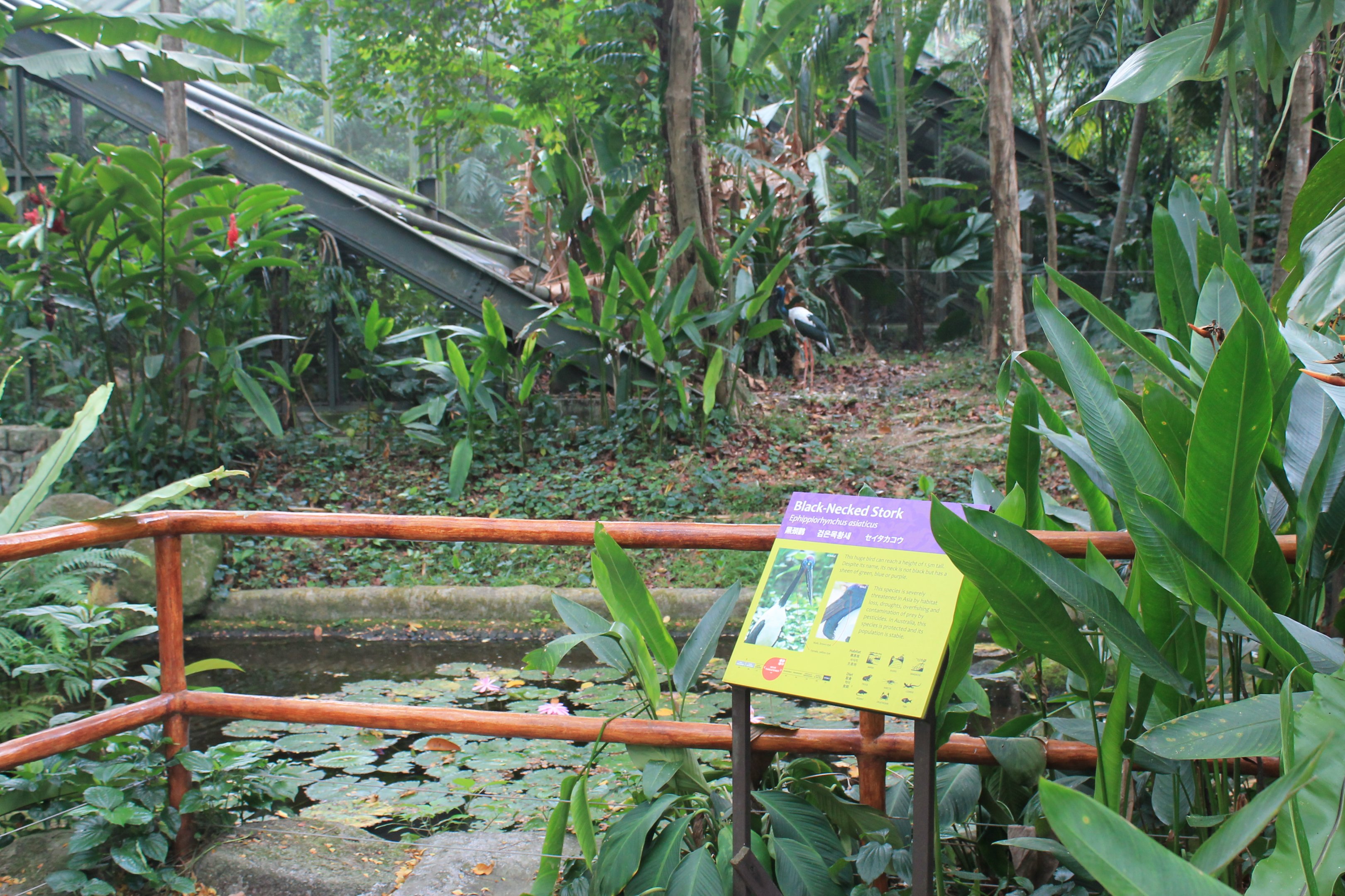 enclosure for Black-necked Stork (Ephippiorhynchus asiaticus)