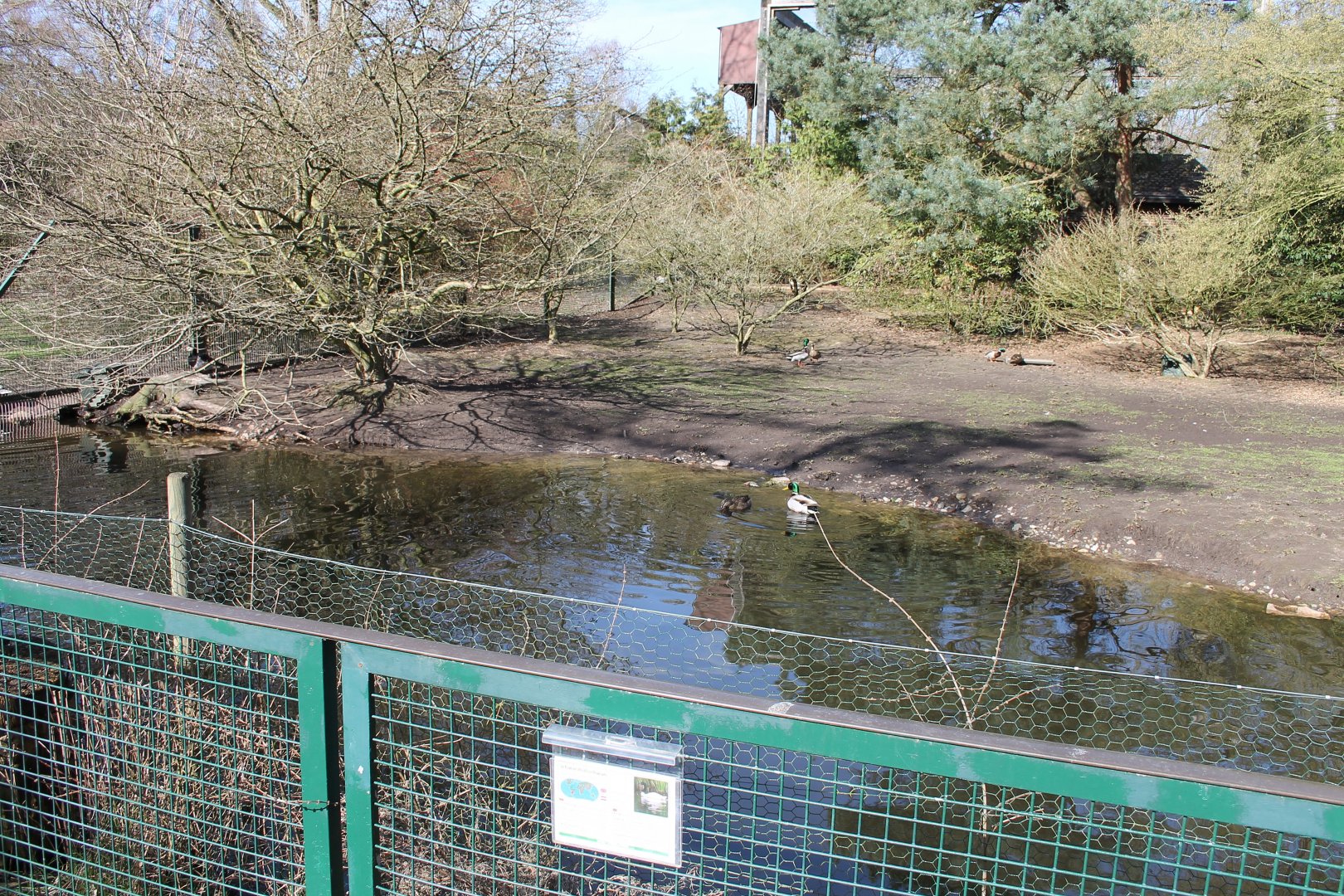 Enclosure for Black-necked swans and Barnacle goose (24/3-19)