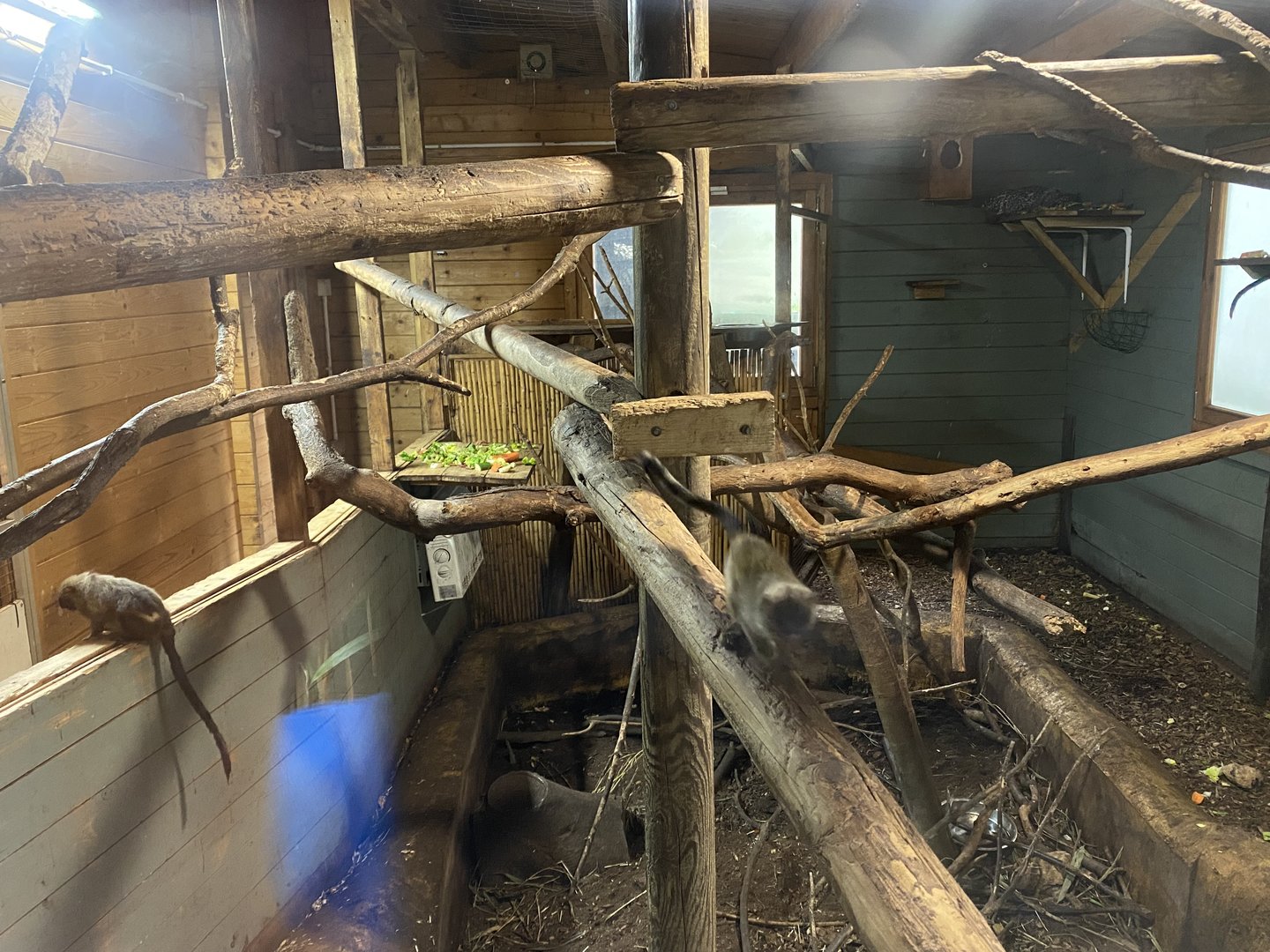 Enclosure for Black-tailed marmosets and Brazilian porcupines 290723