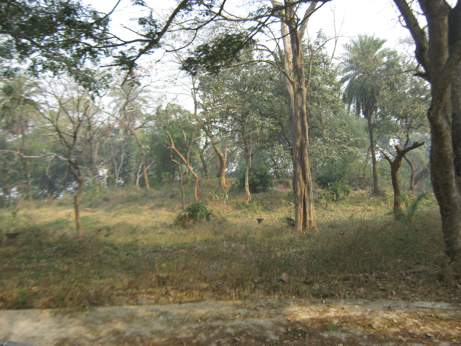 enclosure for blackbuck (Antilope cervicapra)