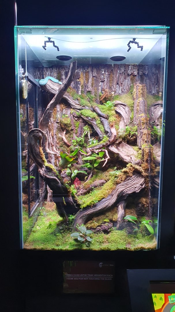 Enclosure for Blue Insul (Trimeresurus insularis) - Museum Komodo