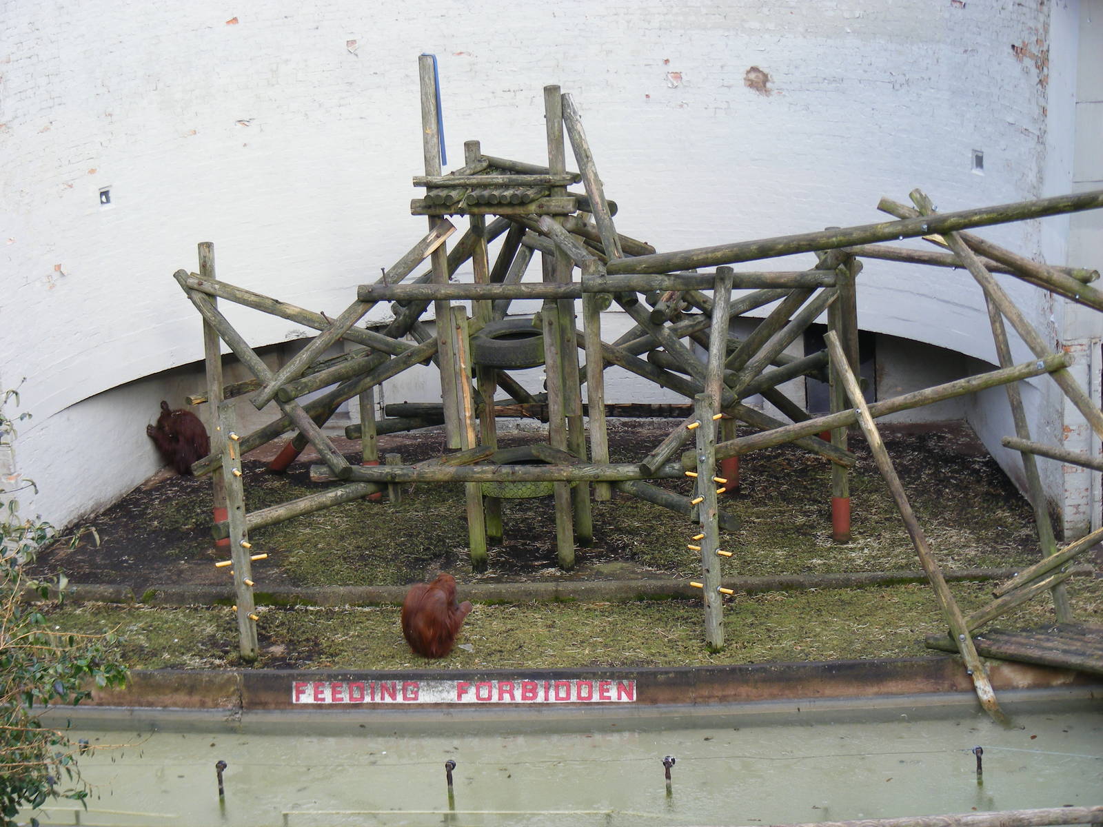 Enclosure for Bornean orangutans at Dudley Zoo, 12 February 2010