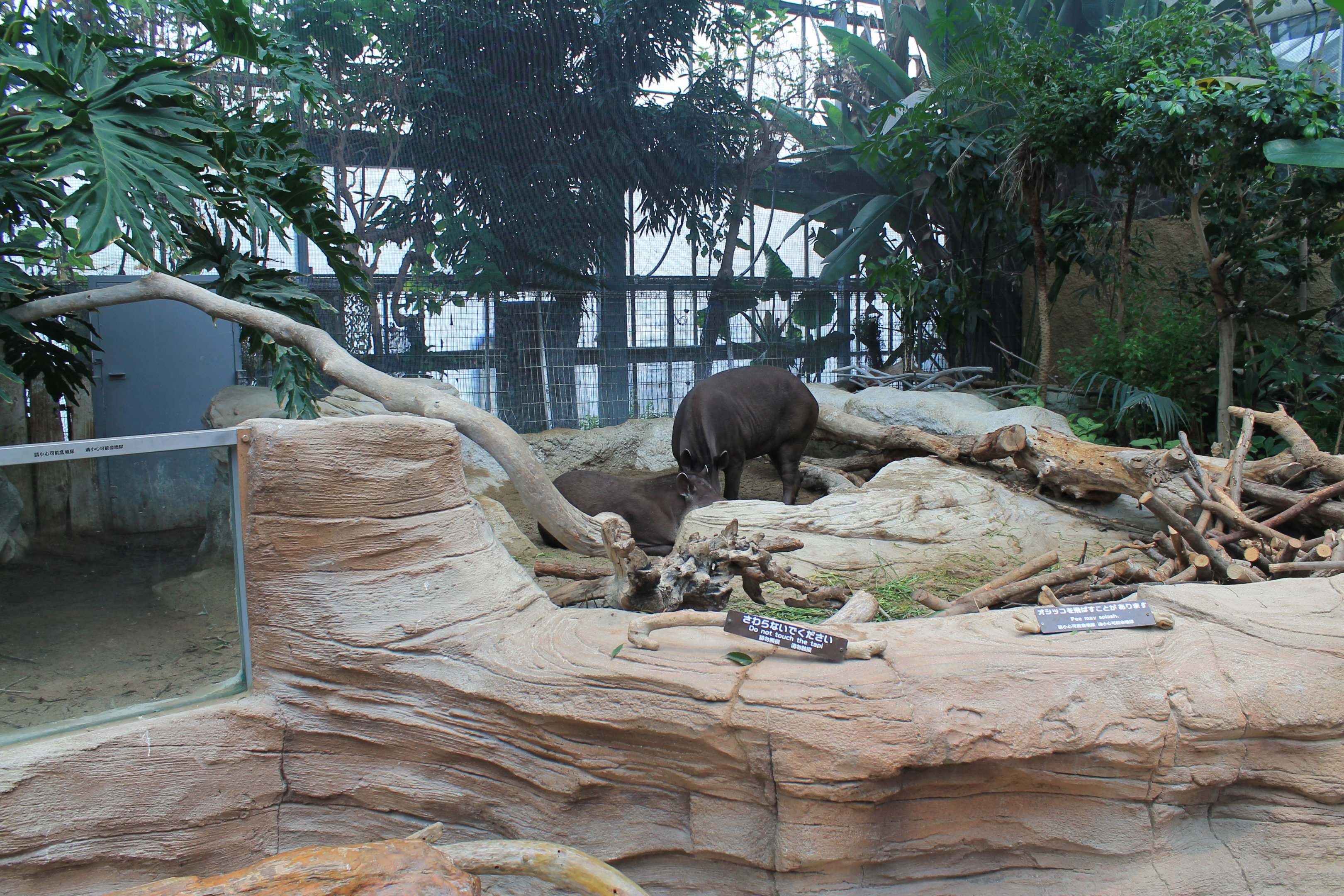 Enclosure for Brazilian Tapirs (Tapirus terrestris)