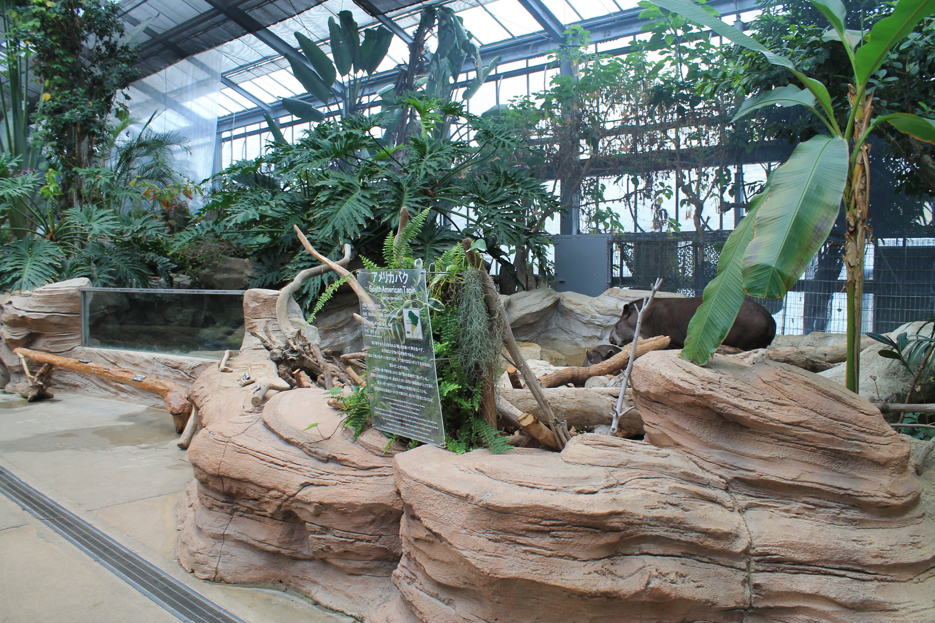 Enclosure for Brazilian Tapirs (Tapirus terrestris)