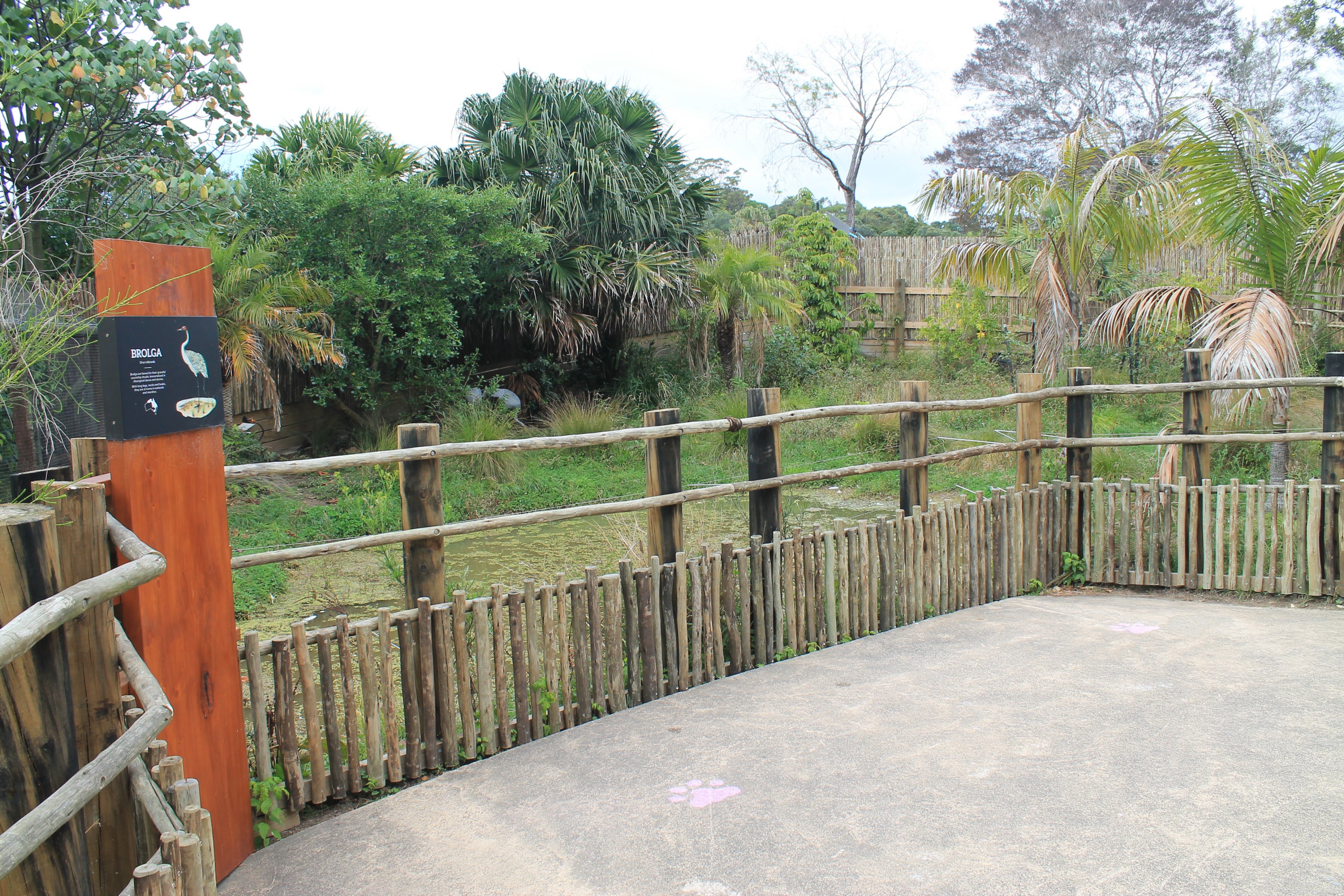 enclosure for Brolgas