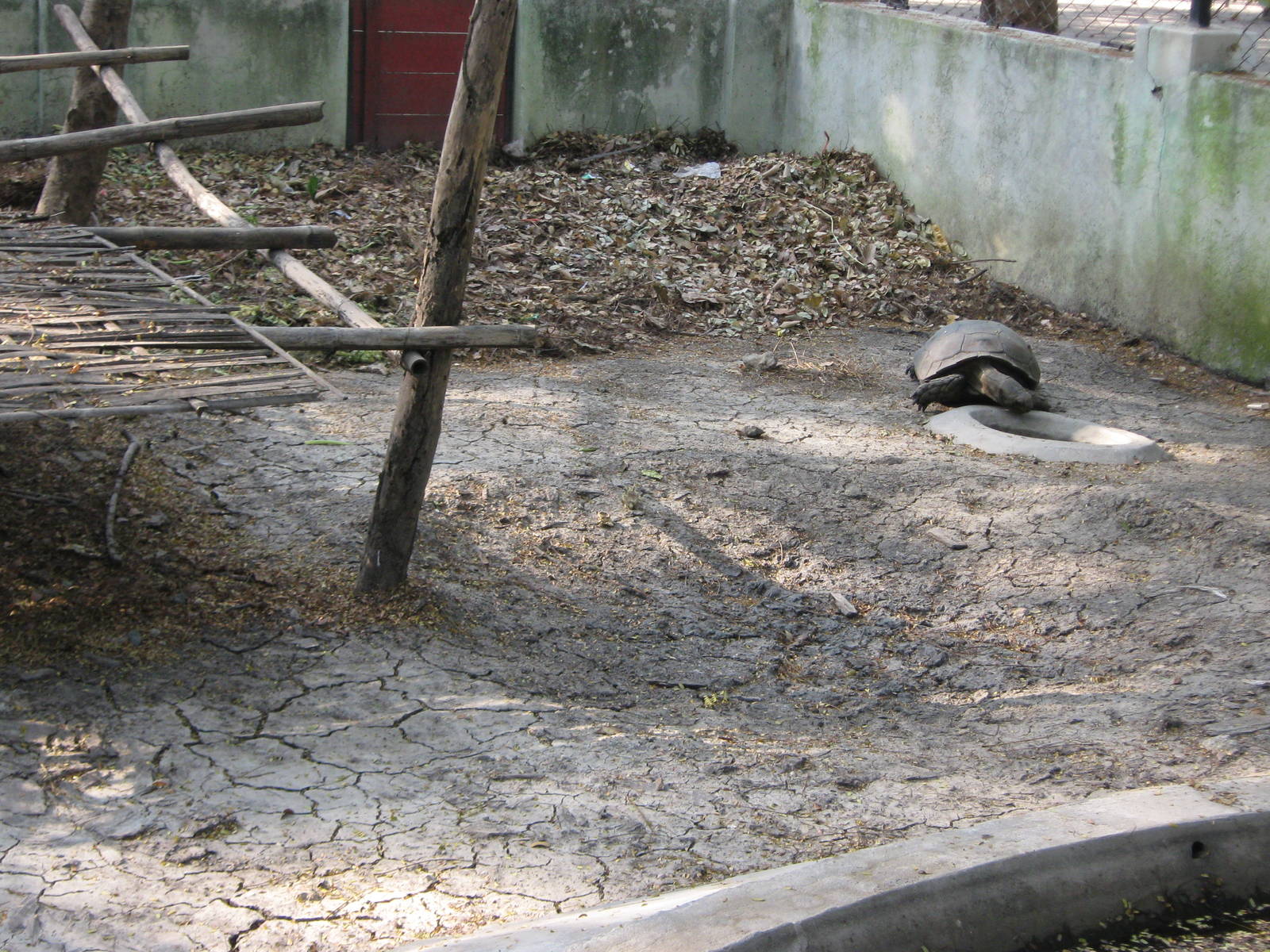 enclosure for Burmese Brown Tortoises (Manouria emys phayrei)