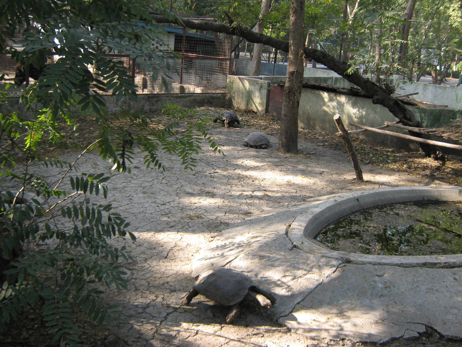 enclosure for Burmese Brown Tortoises (Manouria emys phayrei)