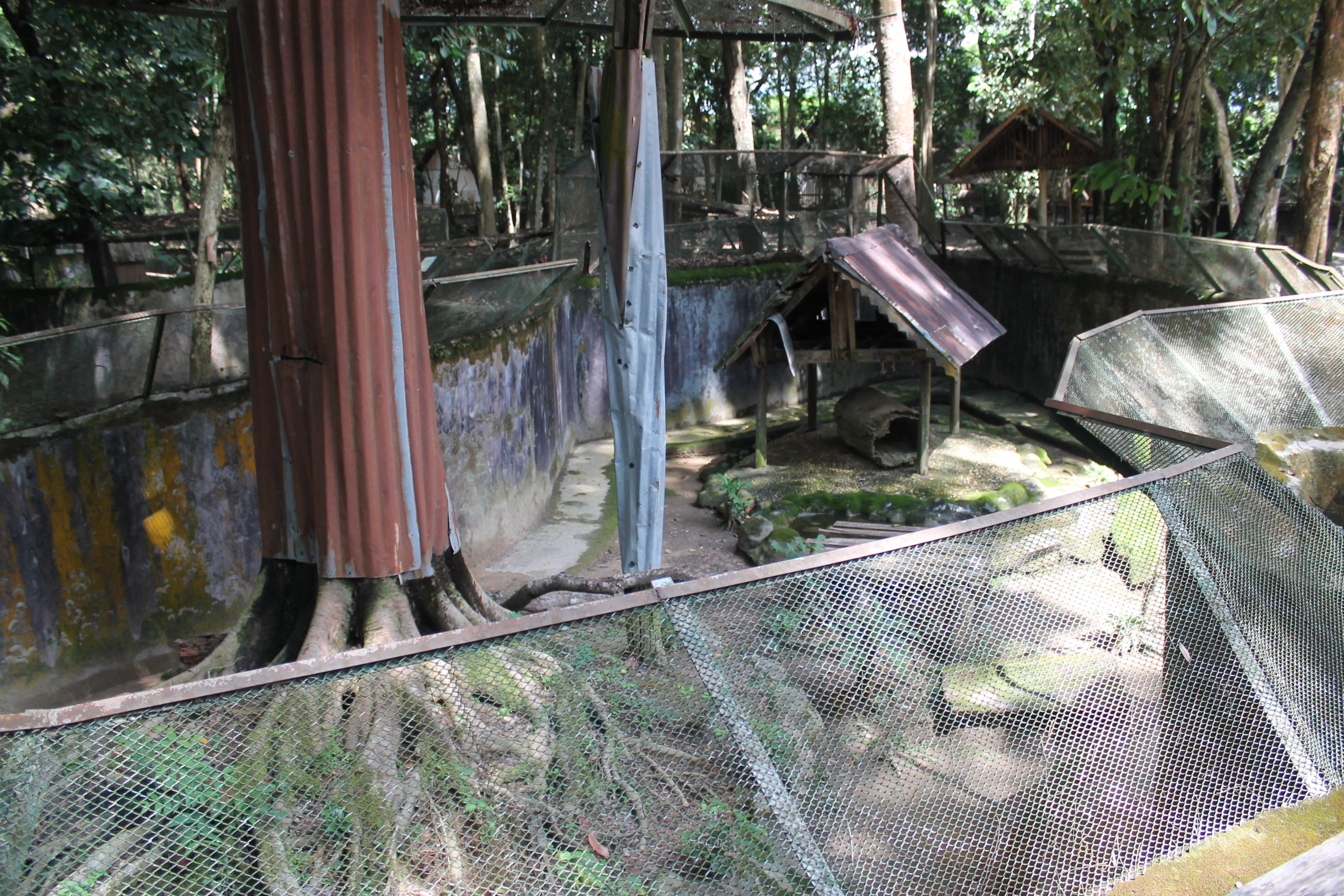 enclosure for Burmese Pythons
