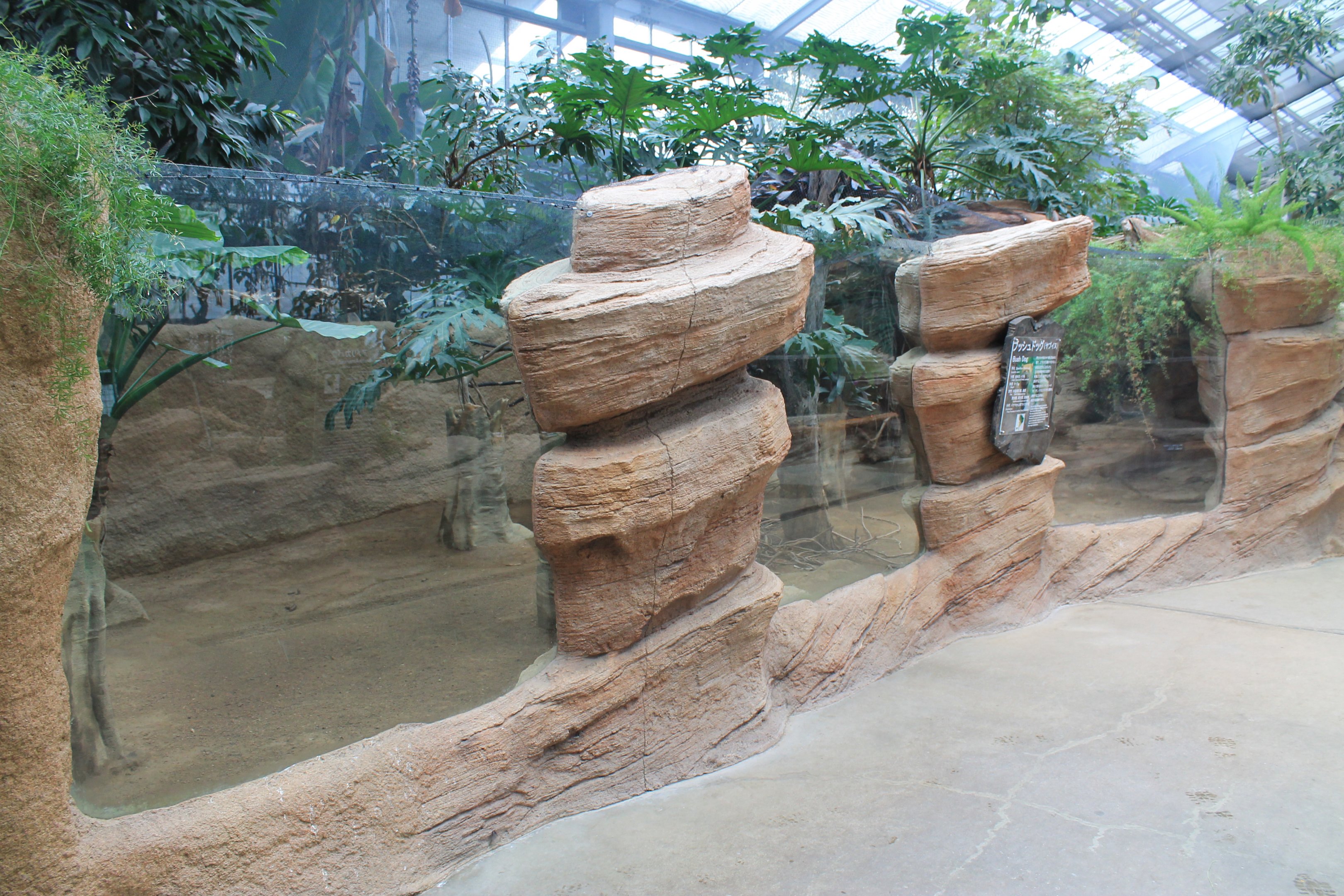 Enclosure for Bush Dogs (Speothos venaticus)