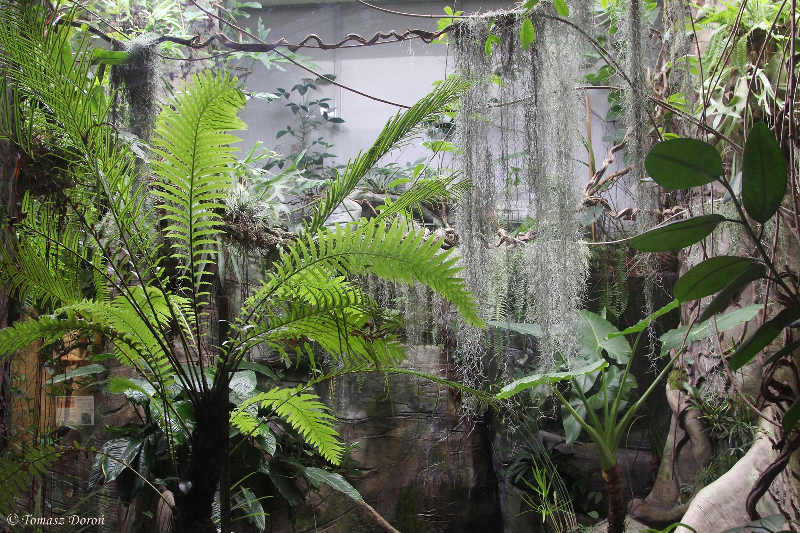 Enclosure for butterflies and sunbirds