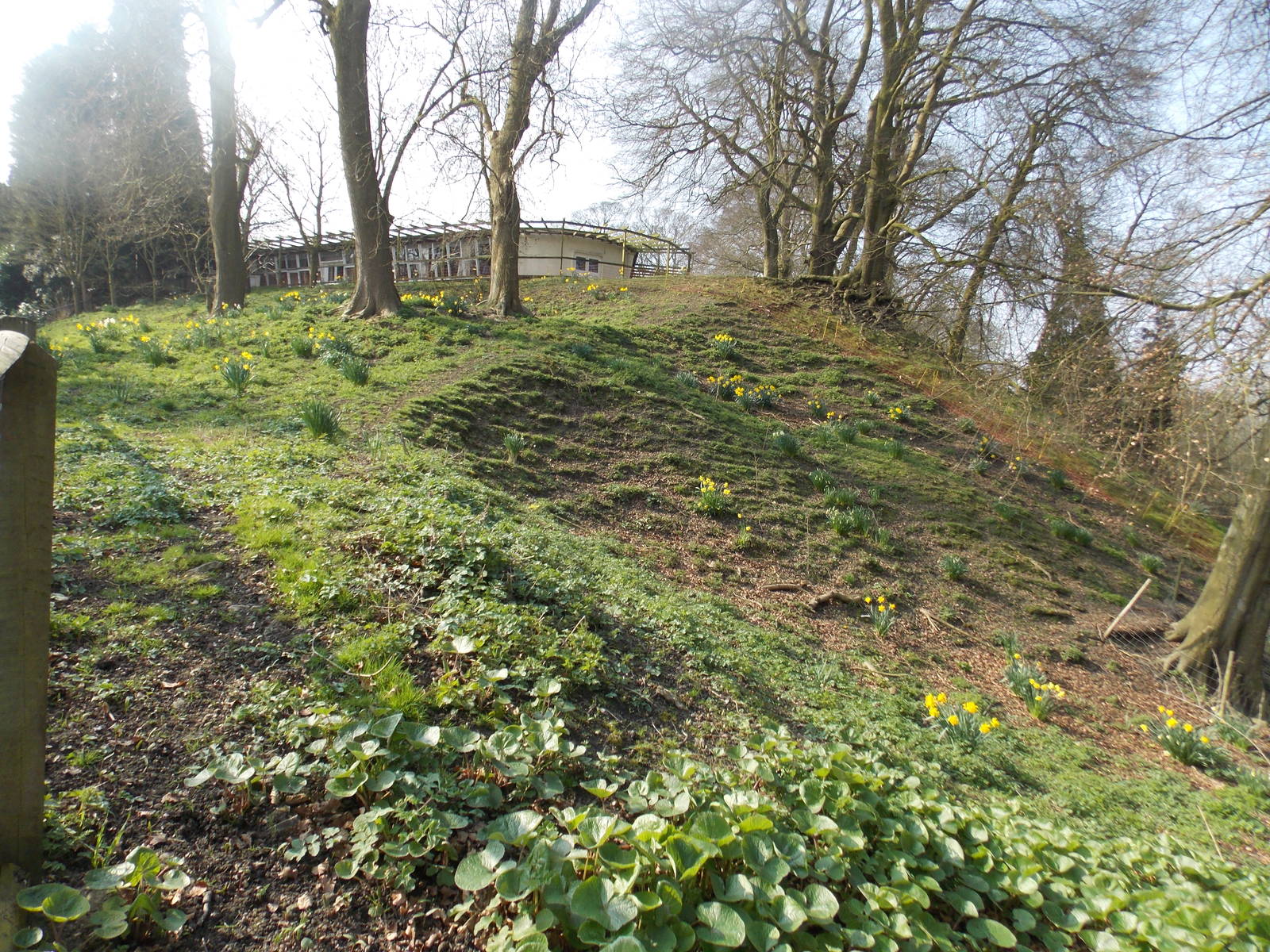 Enclosure for Cameroon Sheep