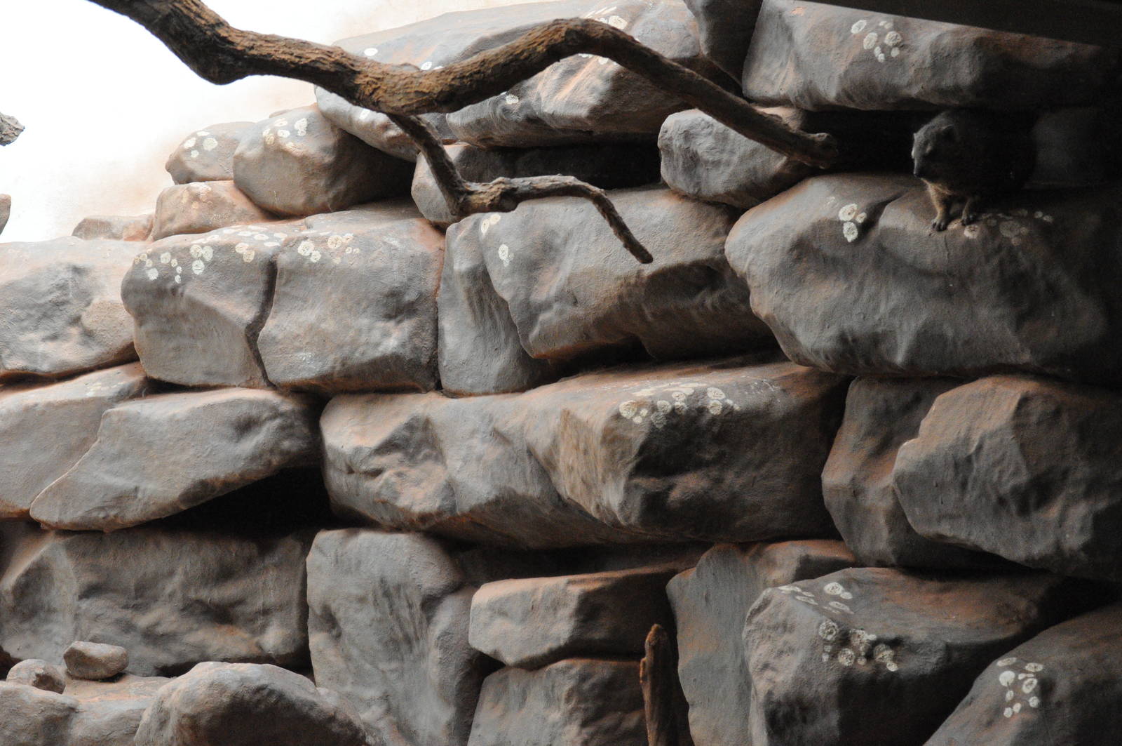 Enclosure for Cape hyrax (Procavia capensis capensis)