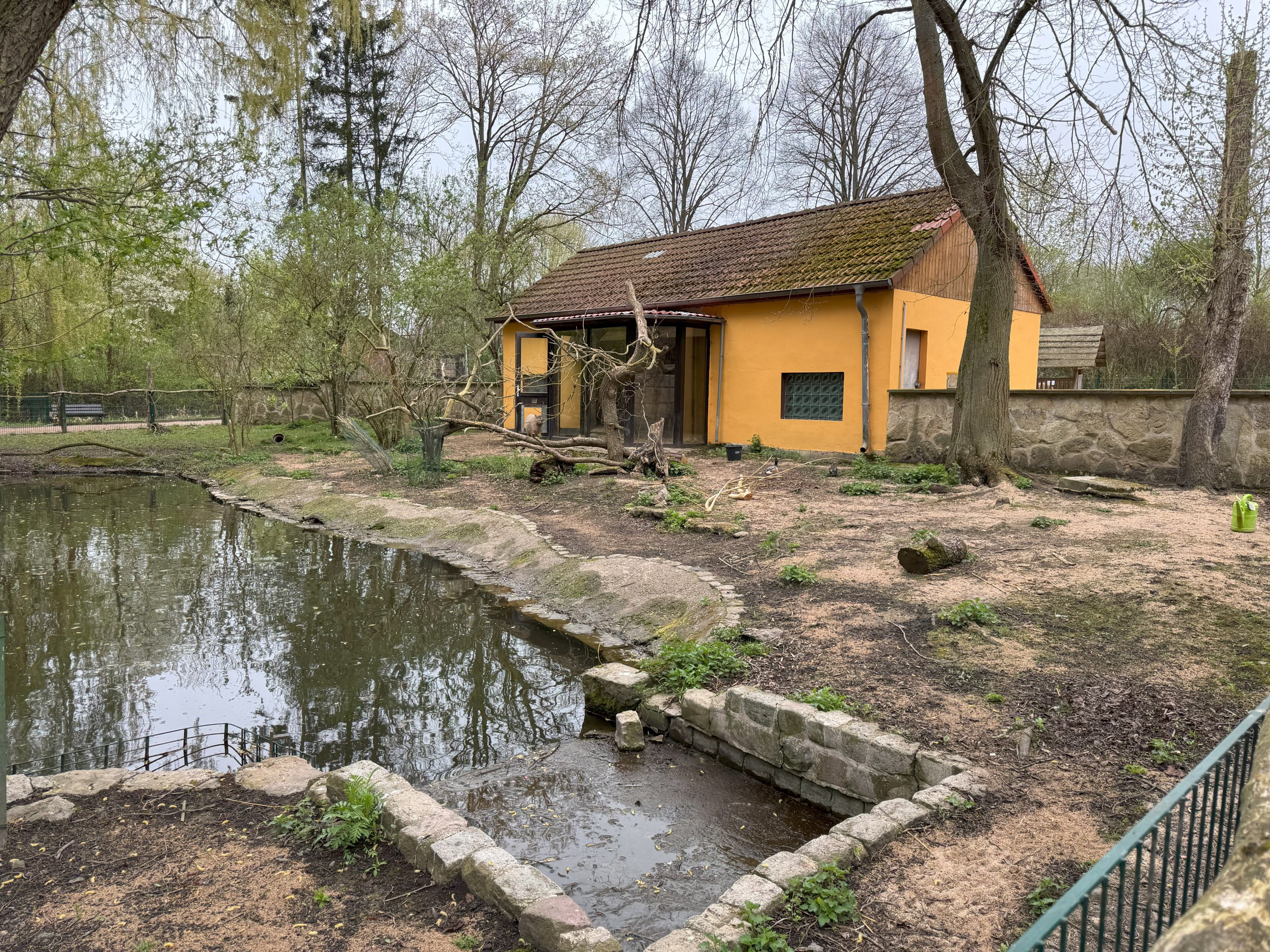Enclosure for Capybara (Hydrochoerus hydrochaeris)