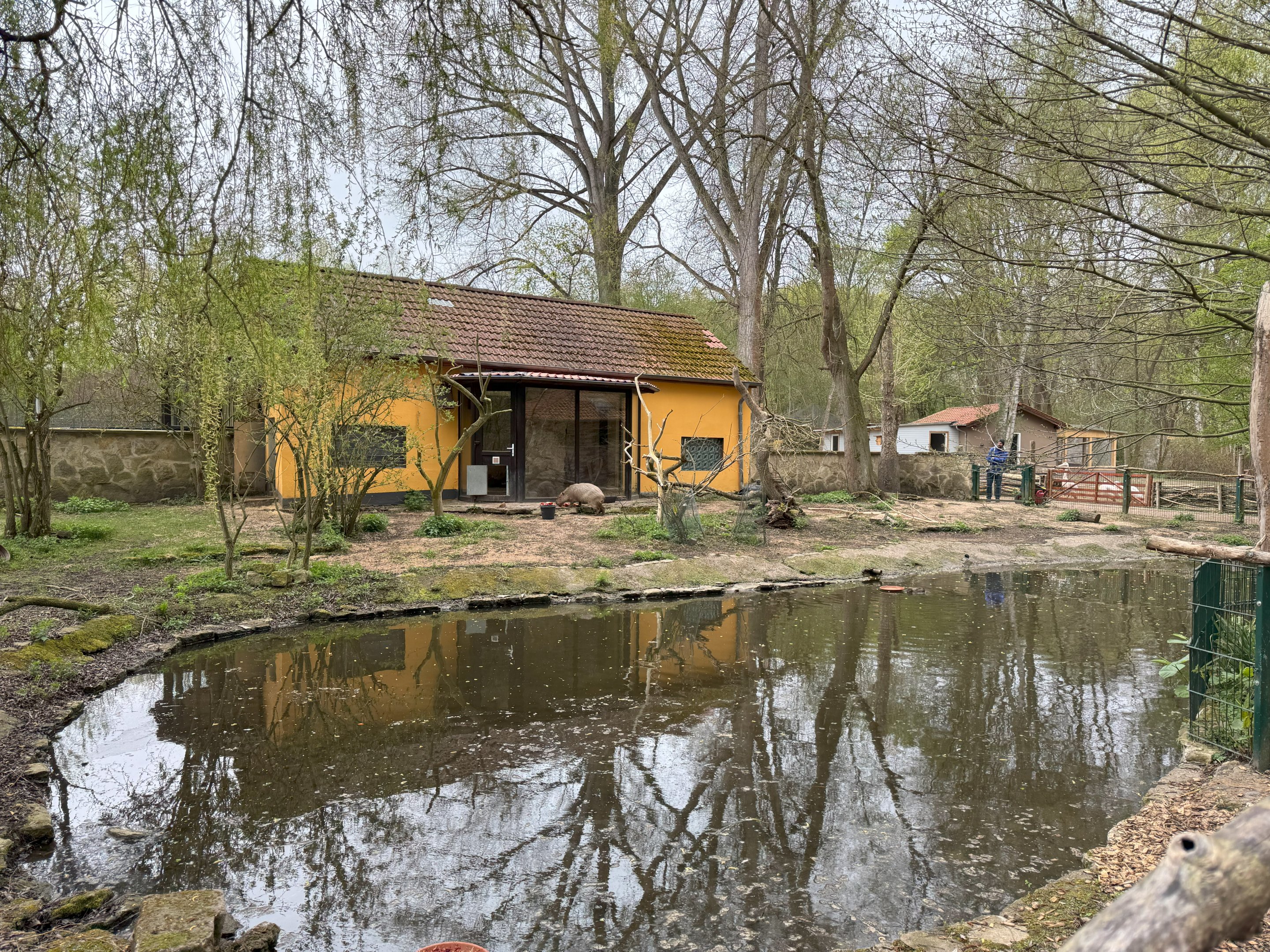 Enclosure for Capybara (Hydrochoerus hydrochaeris)