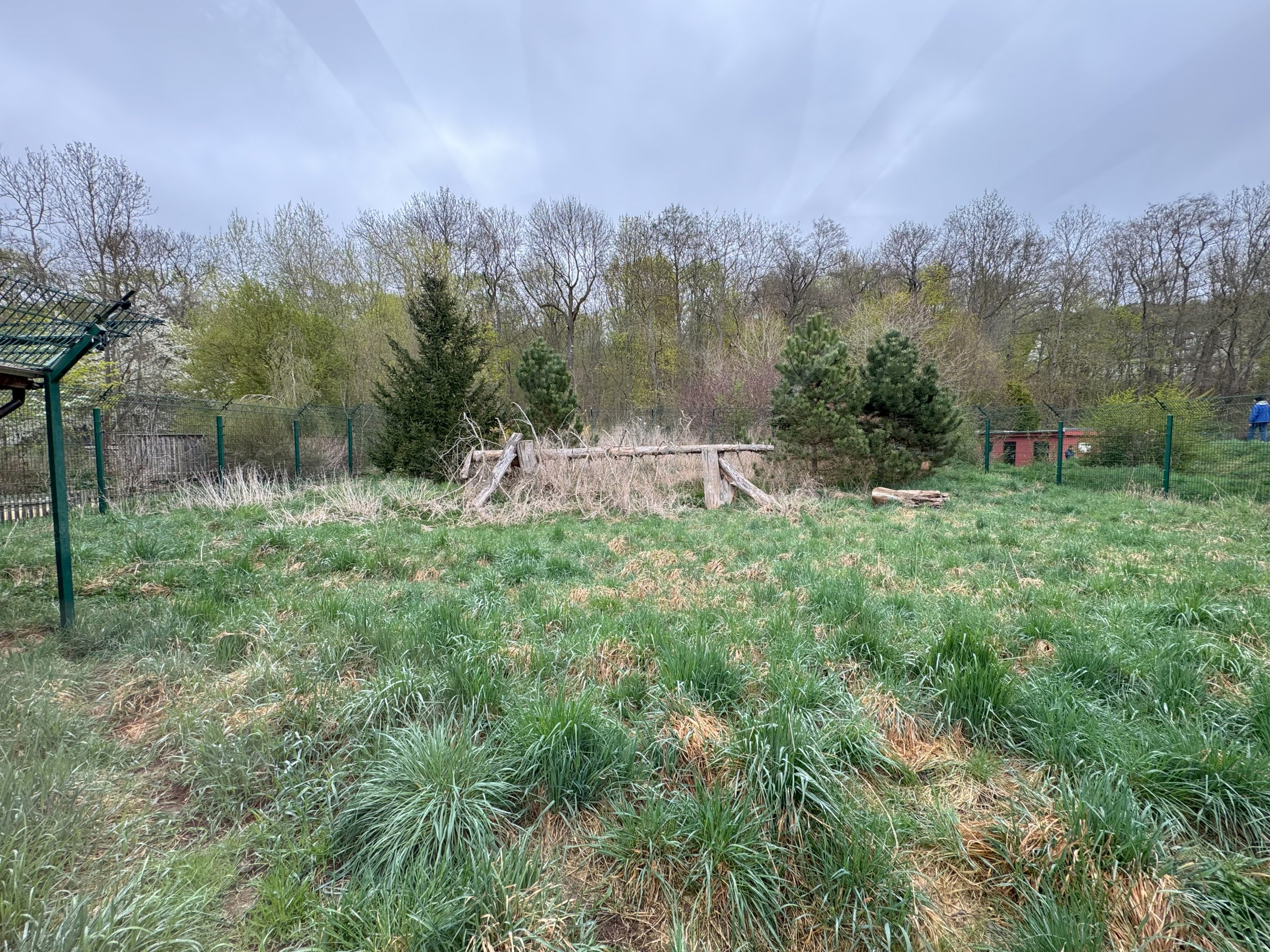 Enclosure for Carpathian lynx (Lynx lynx carpathicus)