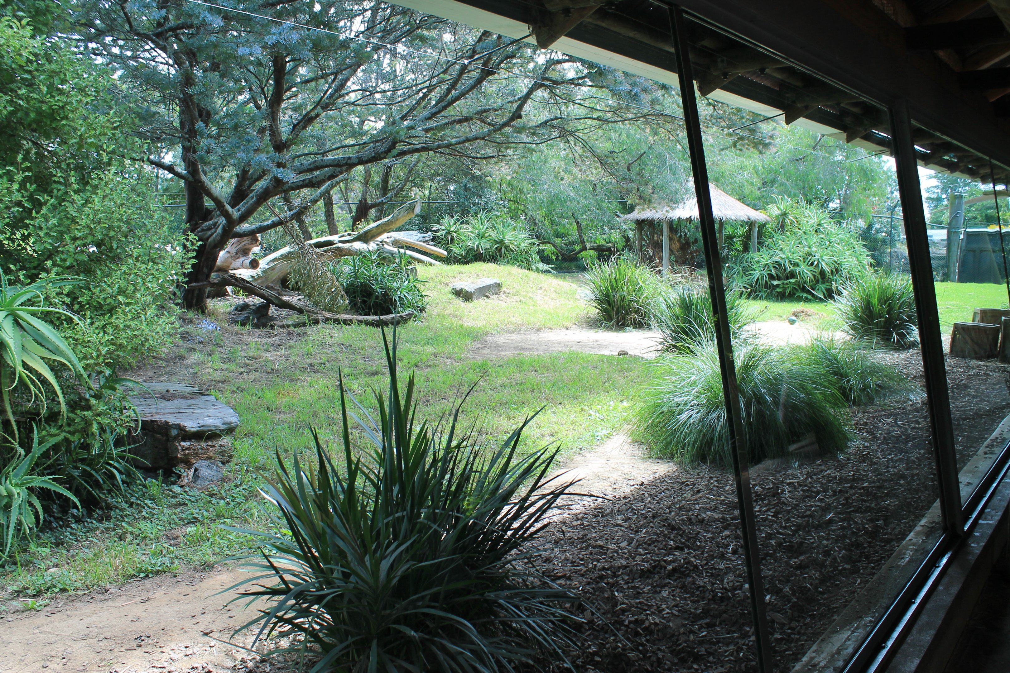 enclosure for Cheetah