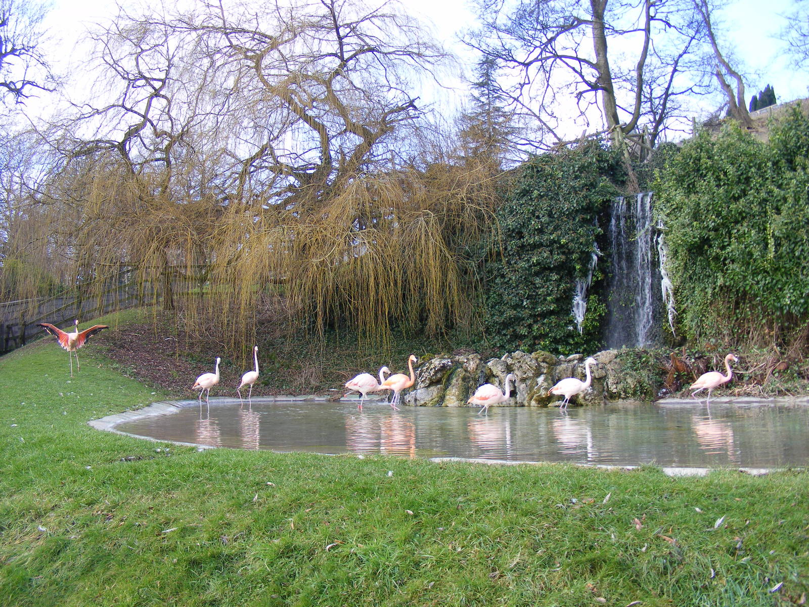 Enclosure for Chilean and Caribbean flamingoes at Dudley Zoo, 12 February 2