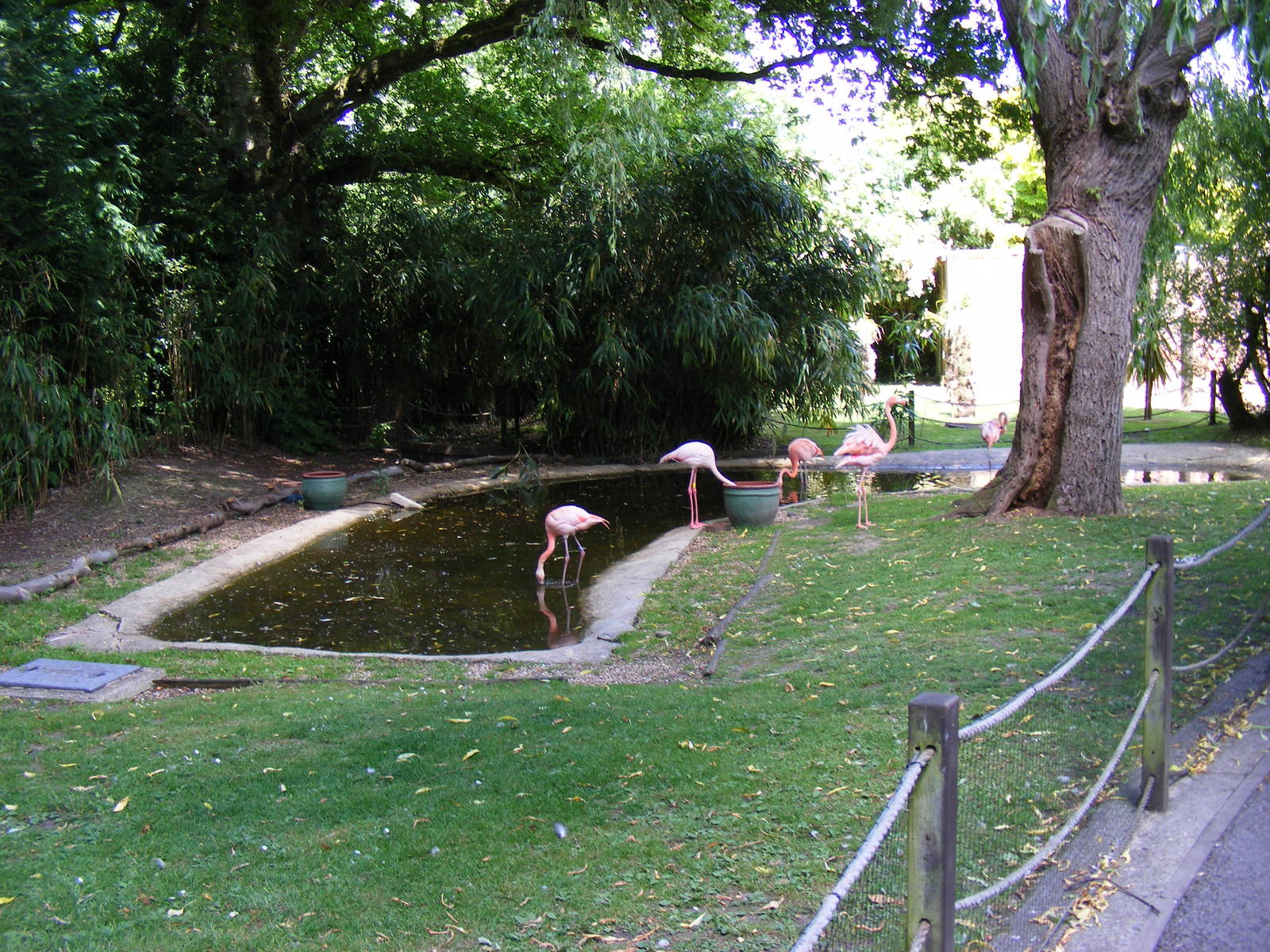 Enclosure for Chilean flamingoes at Birdworld, 20 June 2010