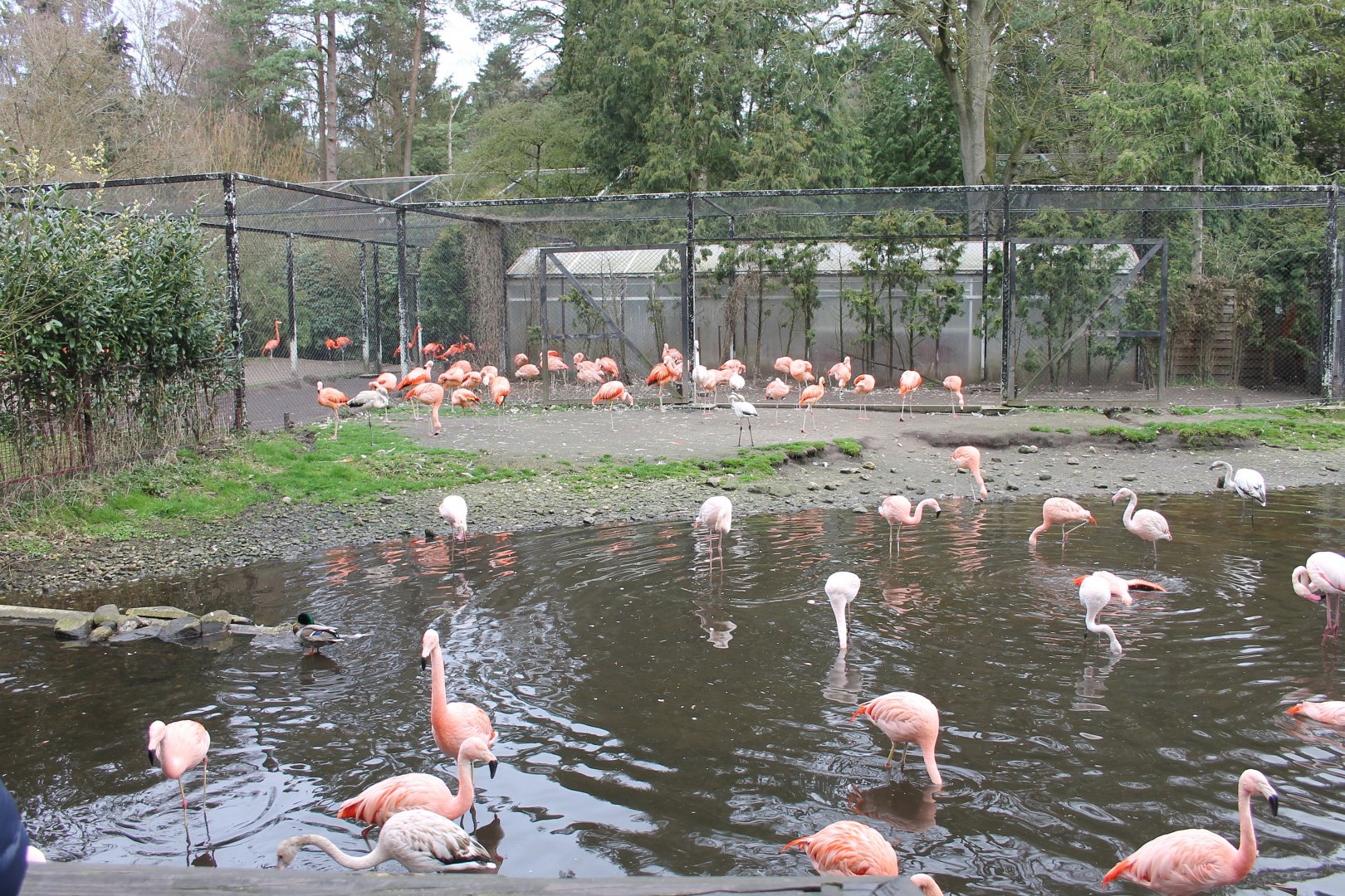Enclosure for Chilean flamingos (24/3-19)