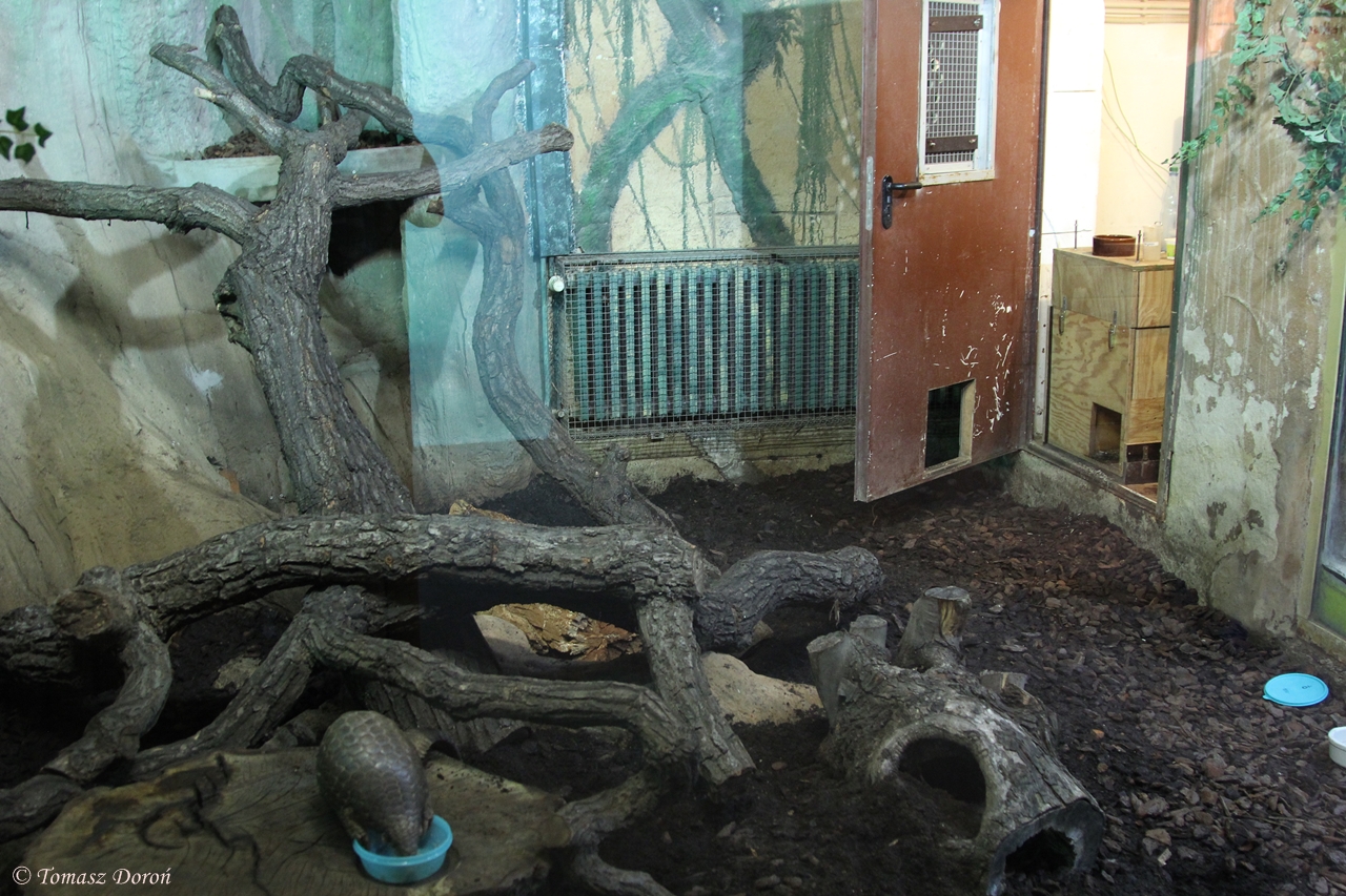Enclosure for Chinese Pangolin (Manis pentadactyla pentadactyla)