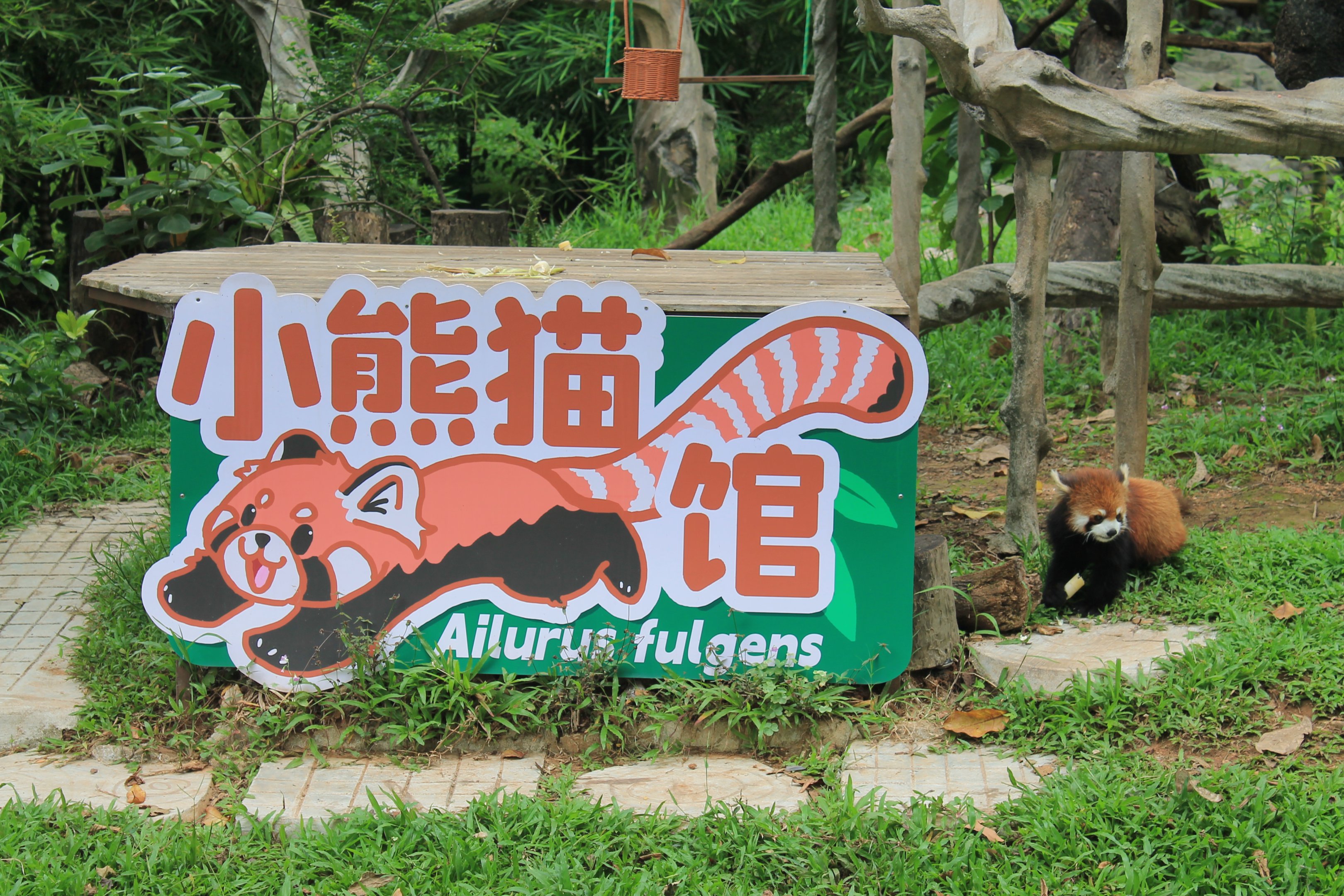 Enclosure for Chinese Red Panda (Ailurus [fulgens] styani)