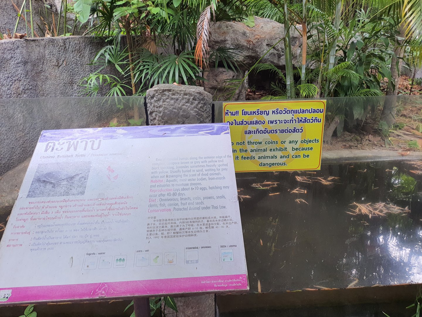 Enclosure for Chinese Softshell Turtles