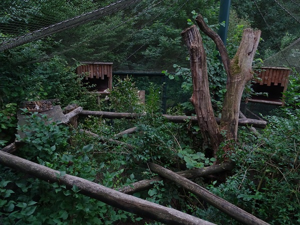 Enclosure for clouded leopard (07/22)