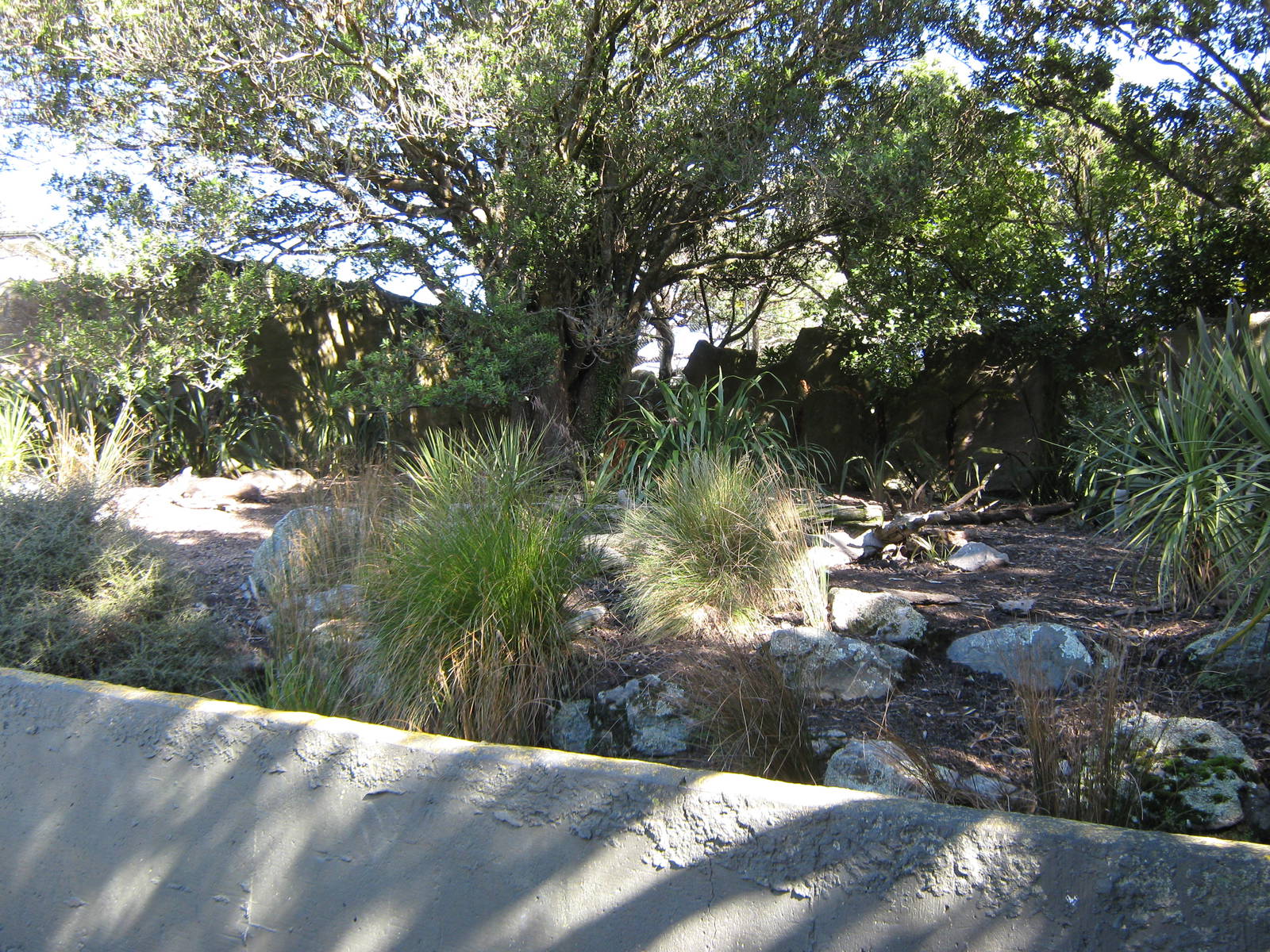 enclosure for collared peccaries (Tayassu tajacu)