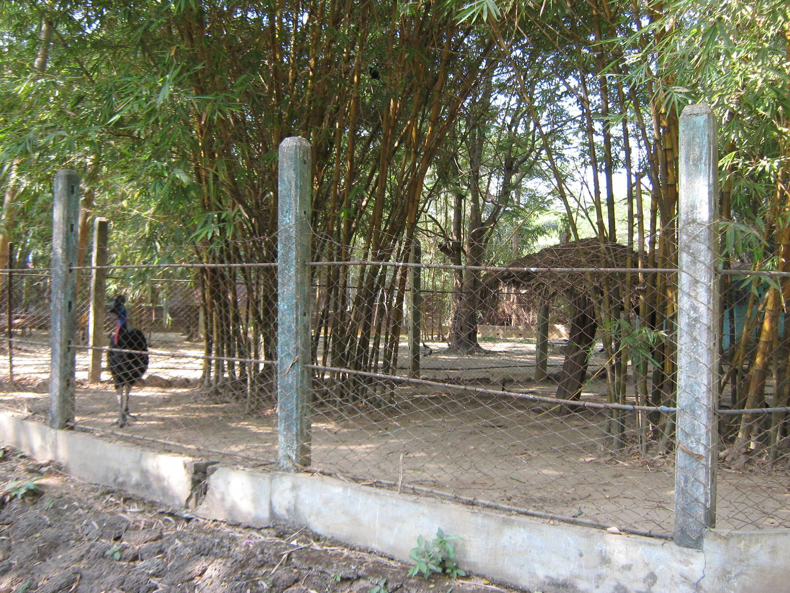 enclosure for Common Cassowary (Casuarius casuarius)