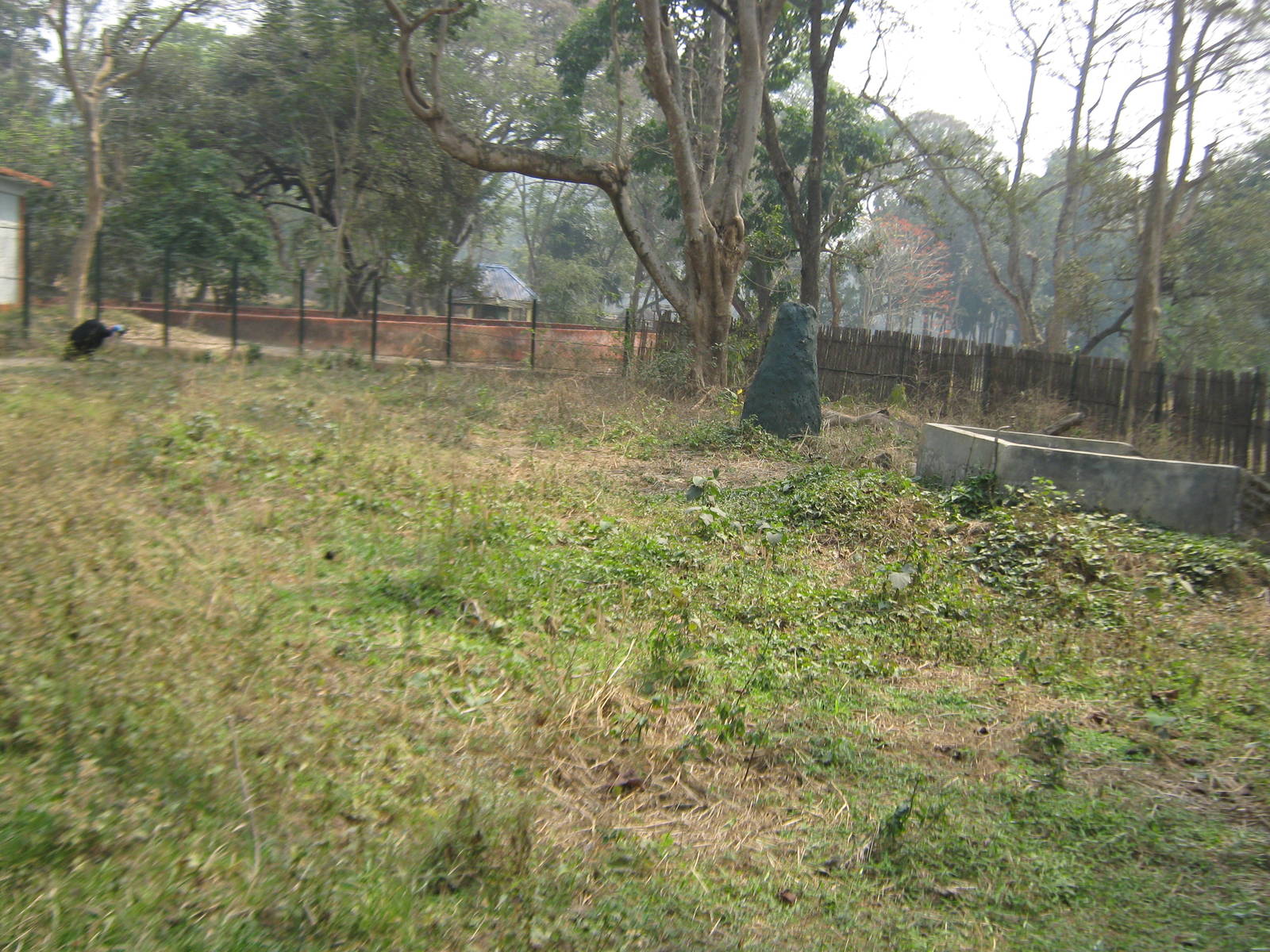 enclosure for common cassowary