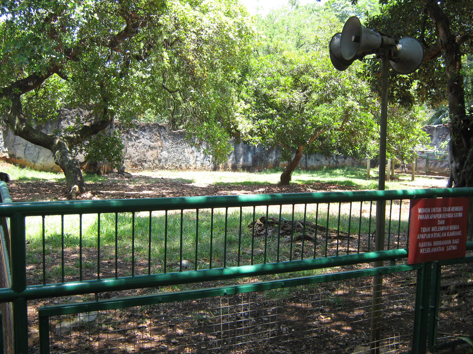 enclosure for common cassowary
