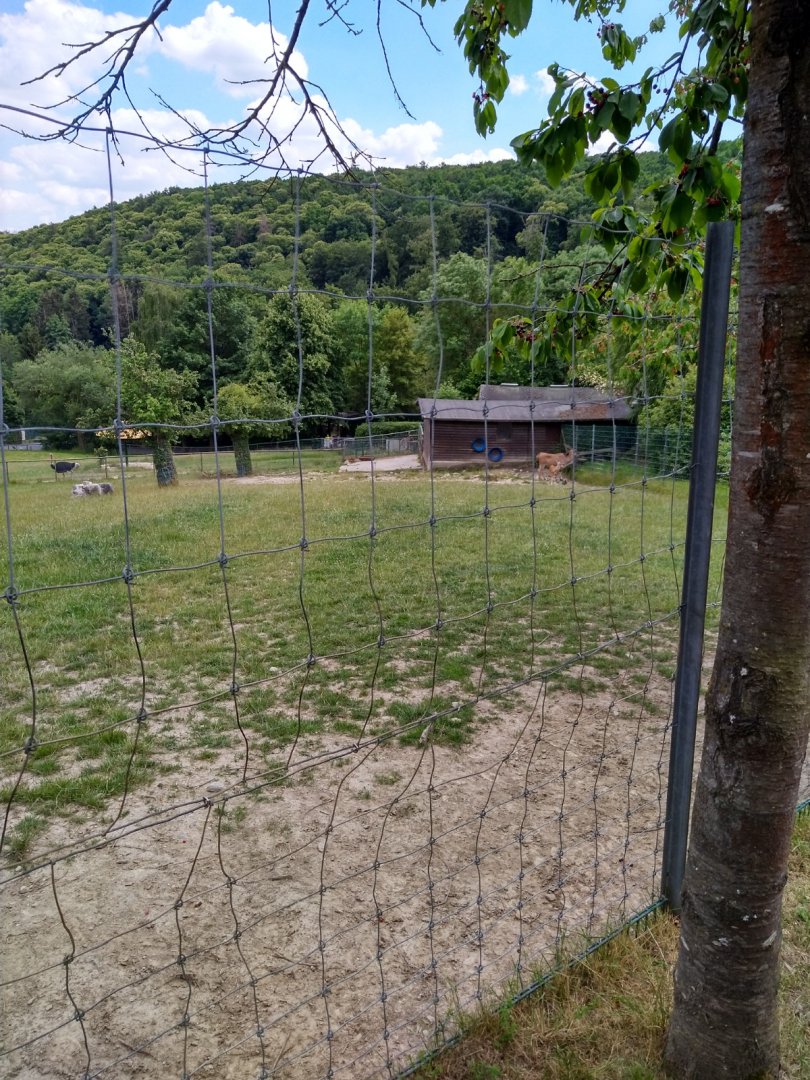 Enclosure for common eland