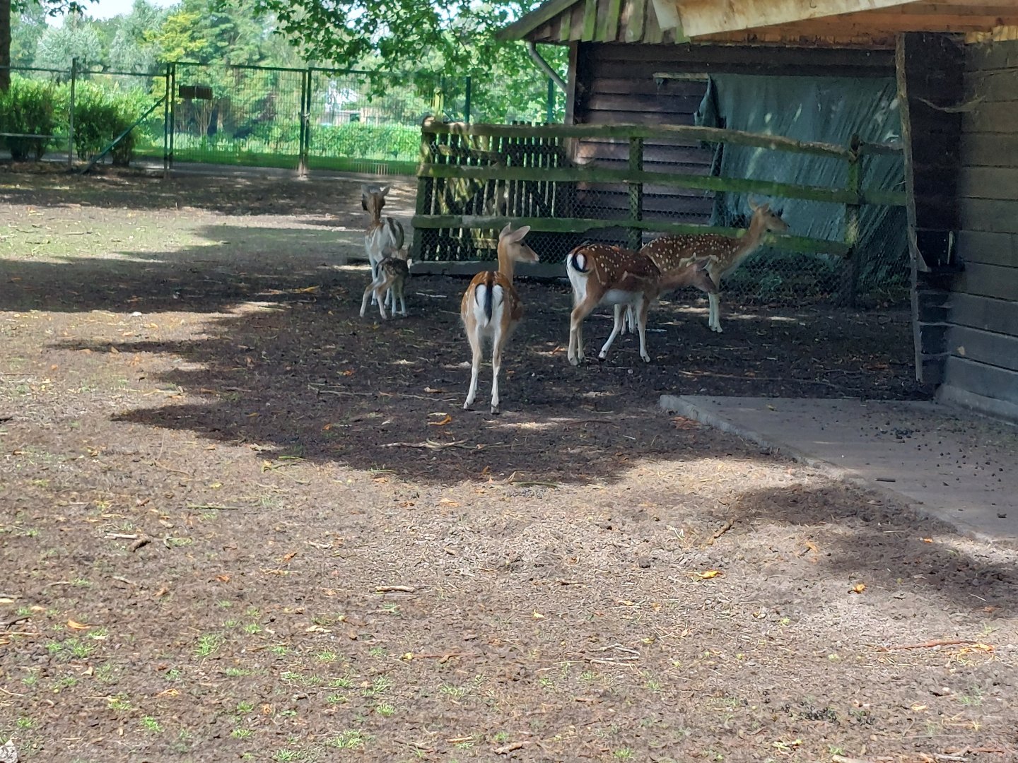 Enclosure for common fallow deer, bronze turkeyd and multible chicken breeds
