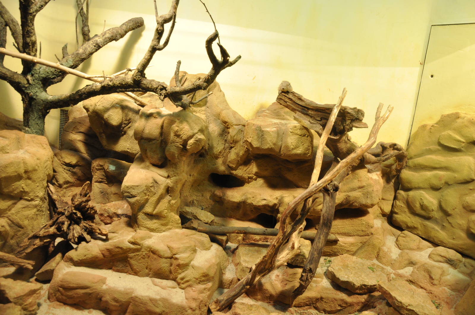 Enclosure for Common gundis (Ctenodactylus gundi)