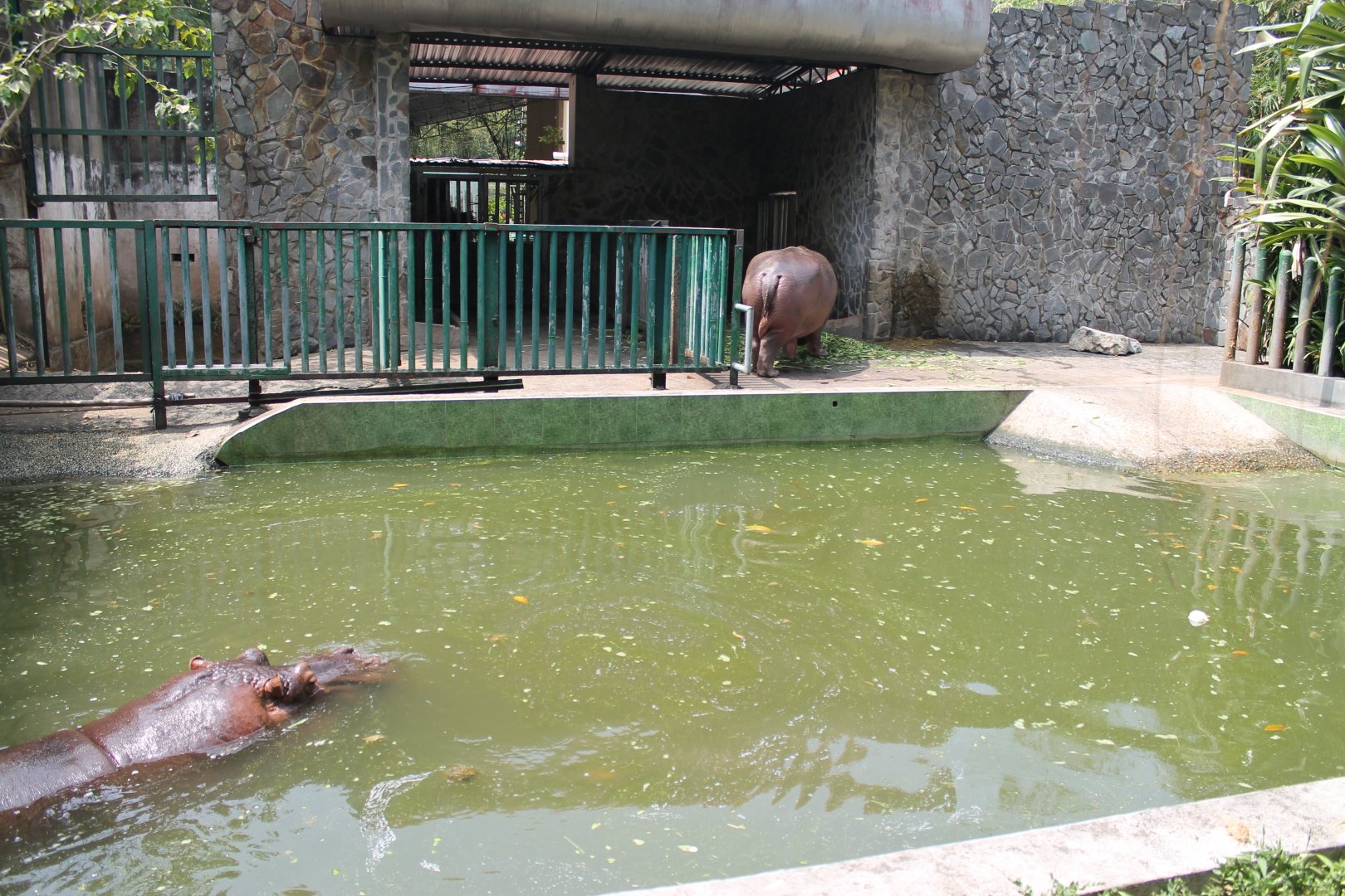 enclosure for Common Hippo