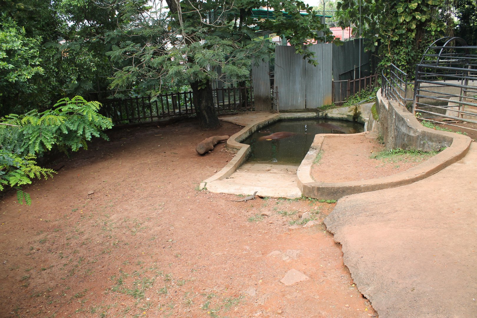 enclosure for Common Hippopotamus