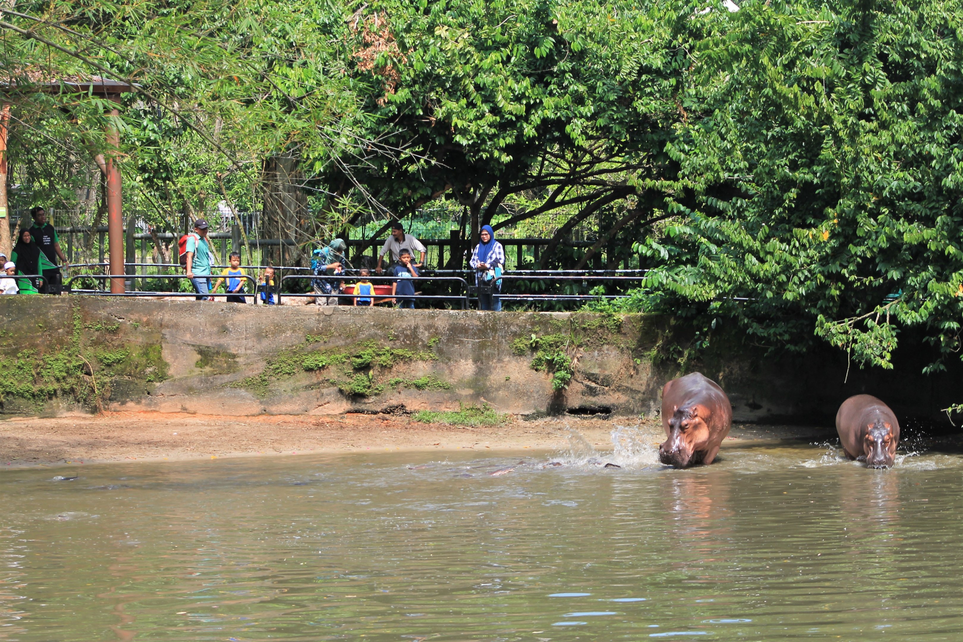 enclosure for Common Hippopotamus