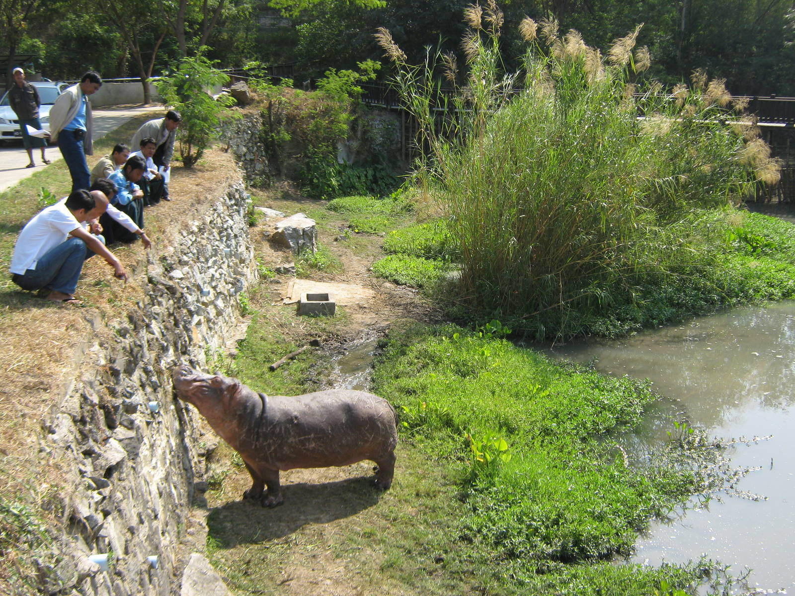 enclosure for common hippos