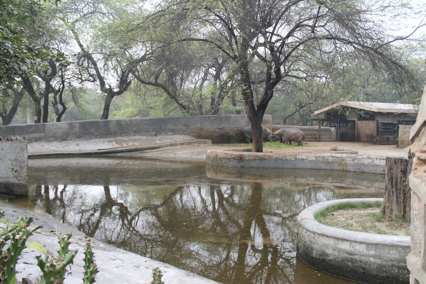 enclosure for Common Hippos