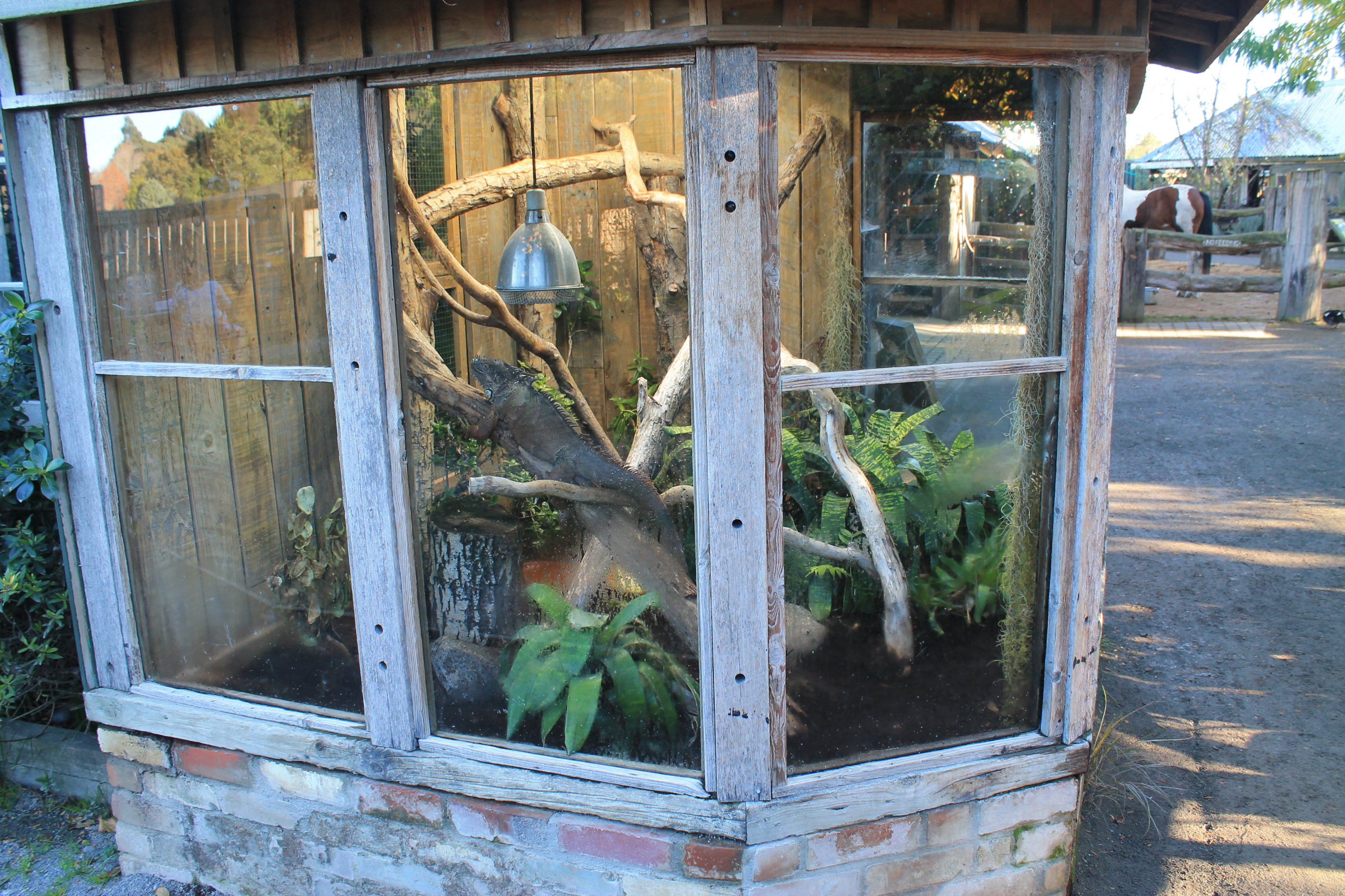 enclosure for Common Iguana