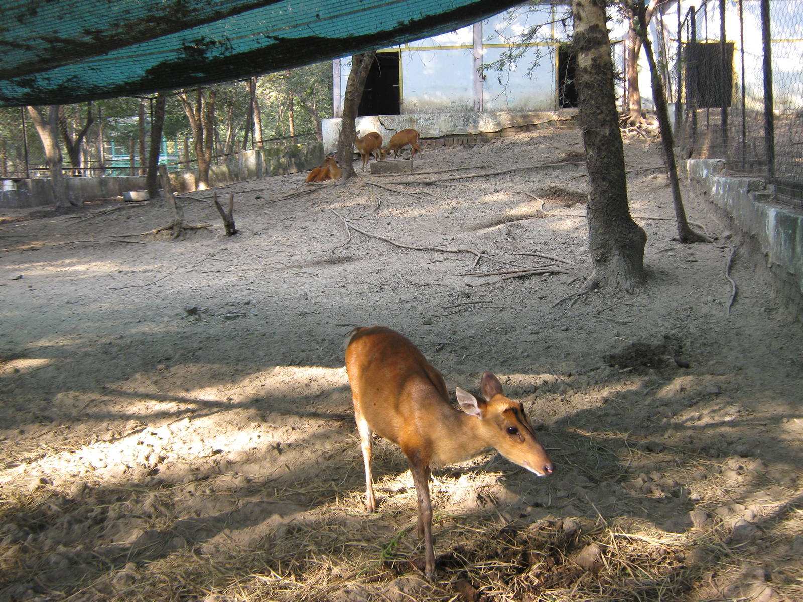 enclosure for Common Muntjac (Muntiacus muntjak)