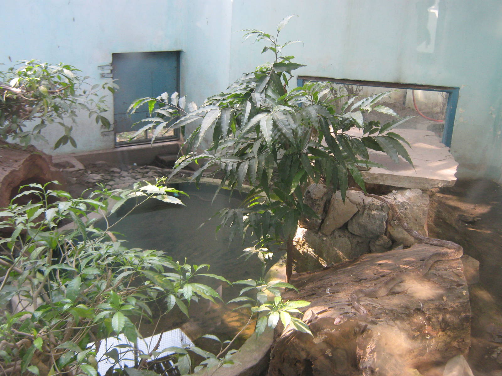 enclosure for Common Rat Snake (Ptyas mucosus)