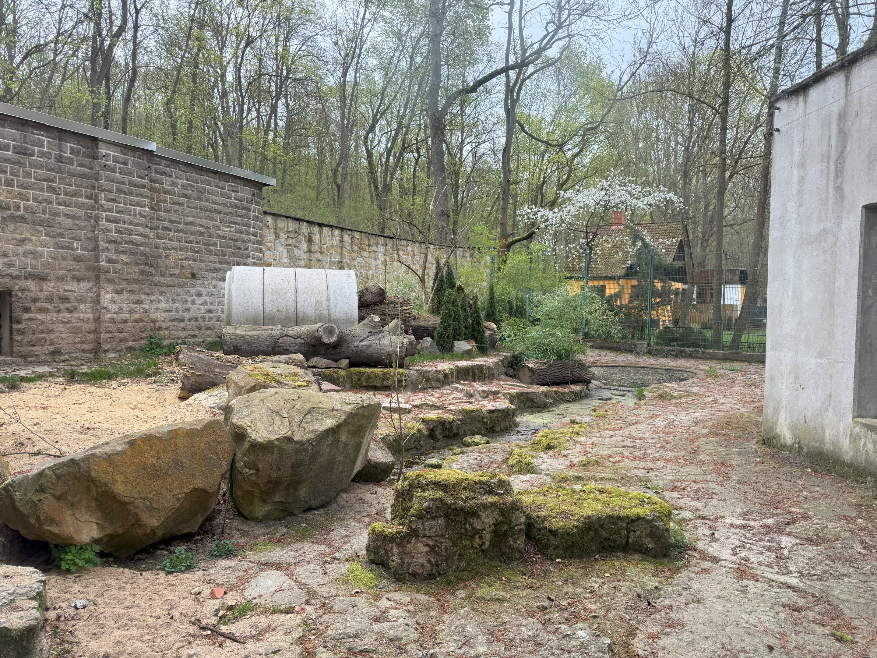 Enclosure for Corsac fox (Vulpes corsac)