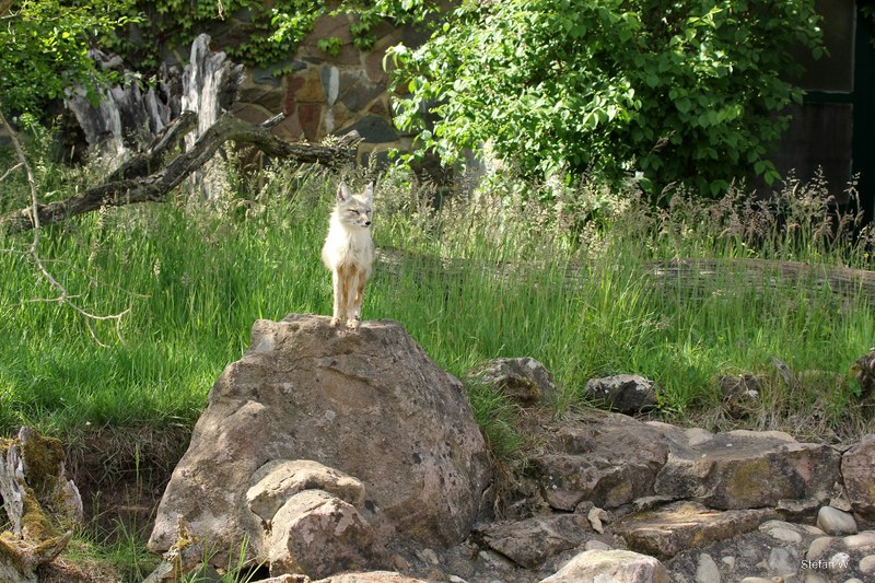 Enclosure for corsac foxes (2014)