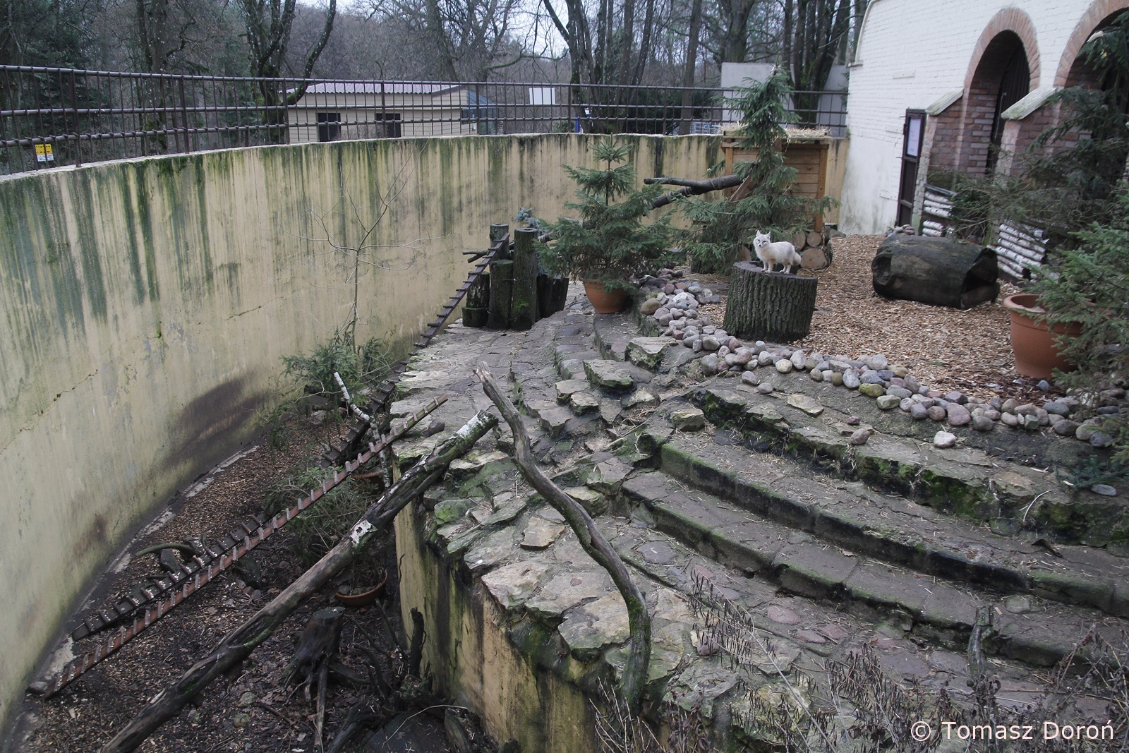 Enclosure for Corsac Foxes, January 2020
