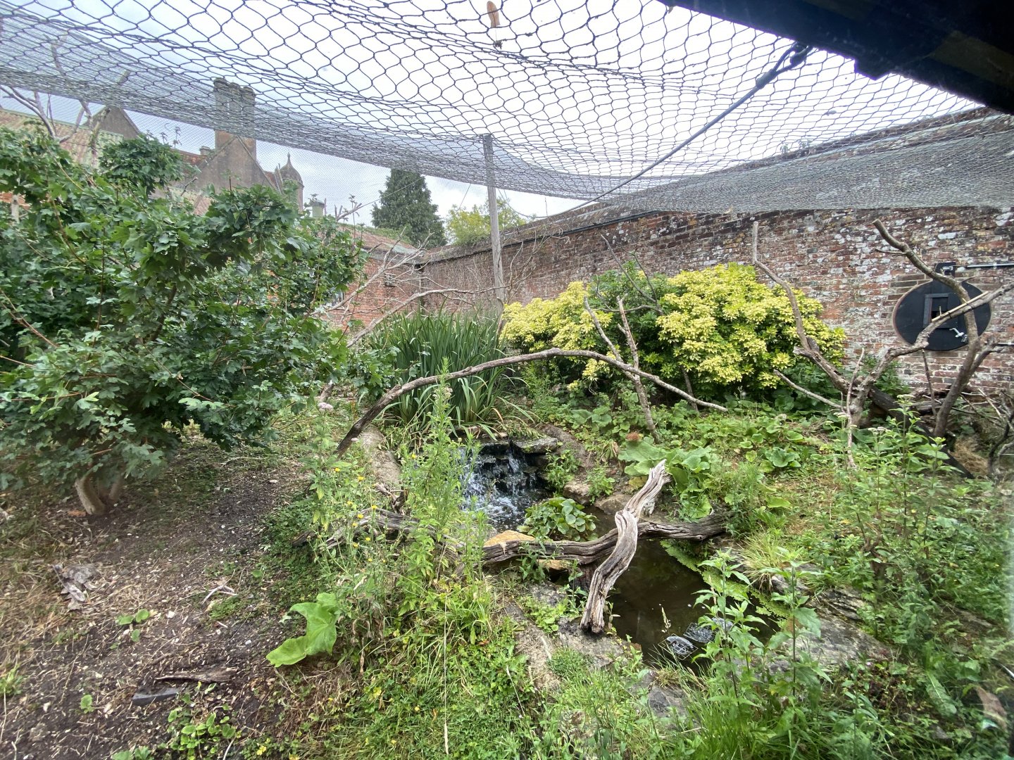 Enclosure for Cottontop tamarin, Chacoan mara 150725