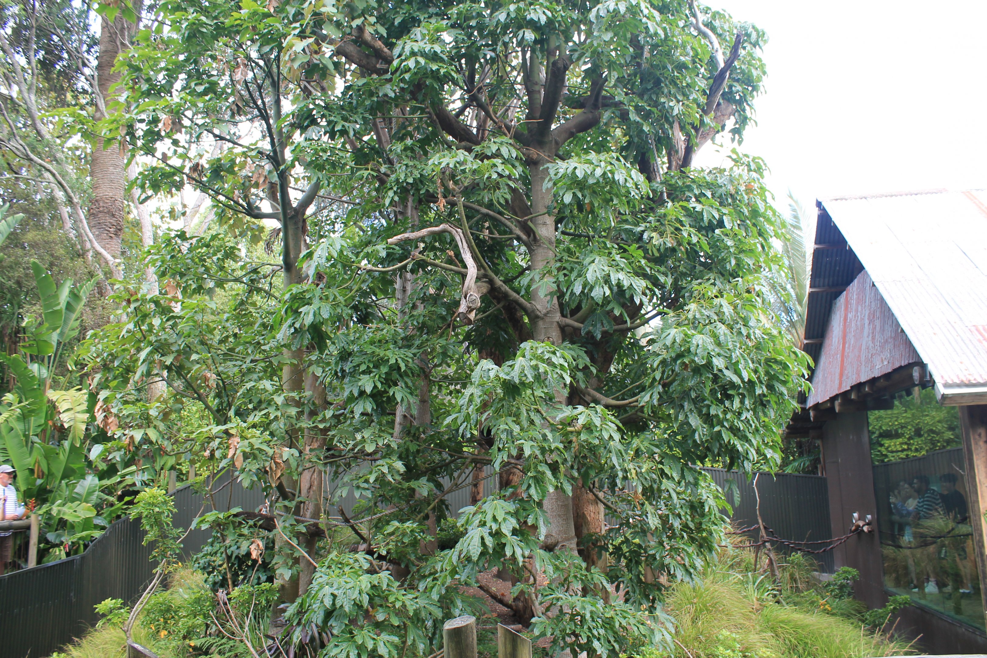 enclosure for Cottontop Tamarins