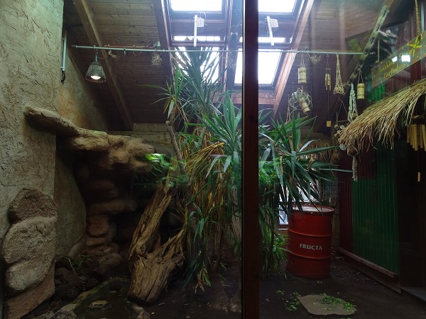 Enclosure for Cuban iguana and giant ameiva (07/22)