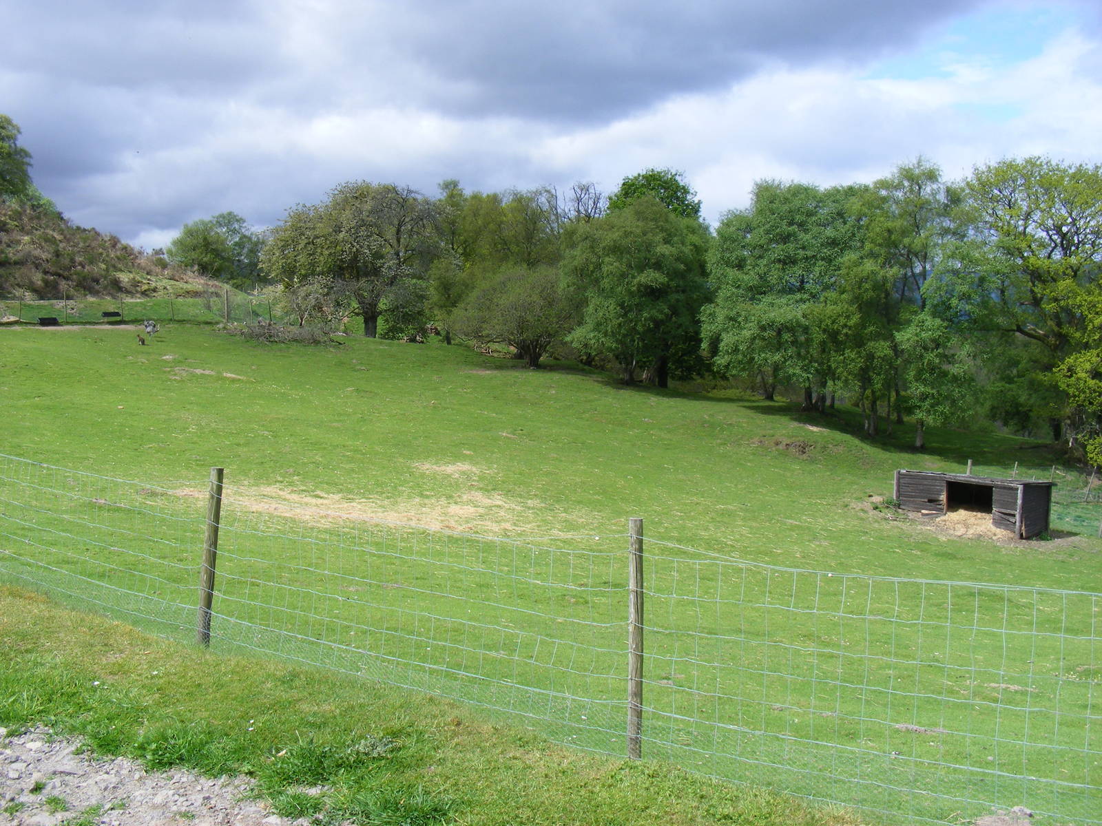 Enclosure for deer, wallabies and greater rheas at Auchingarrich Wildlife C